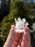 Brazilian Clear Quartz Cluster on Stand | Natural Quartz Crystal Specimen | Collector Display Mineral Decor