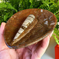 Natural Orthoceras Fossil Ring Dish | Fossil Decor Bowl | Carved Orthoceras Tray | Crystal Jewelry Dish | Fossil Home Decor
