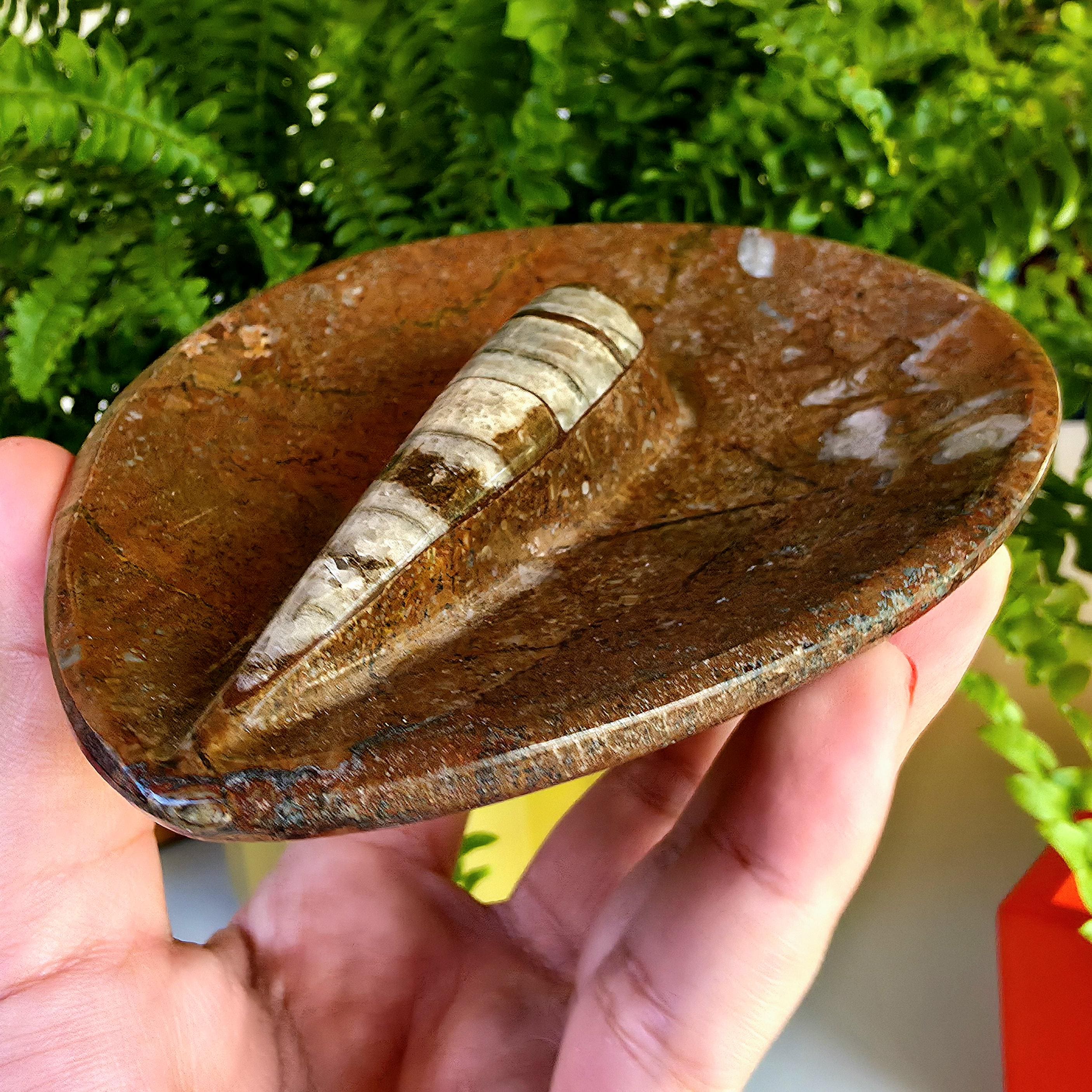 Natural Orthoceras Fossil Ring Dish | Fossil Decor Bowl | Carved Orthoceras Tray | Crystal Jewelry Dish | Fossil Home Decor