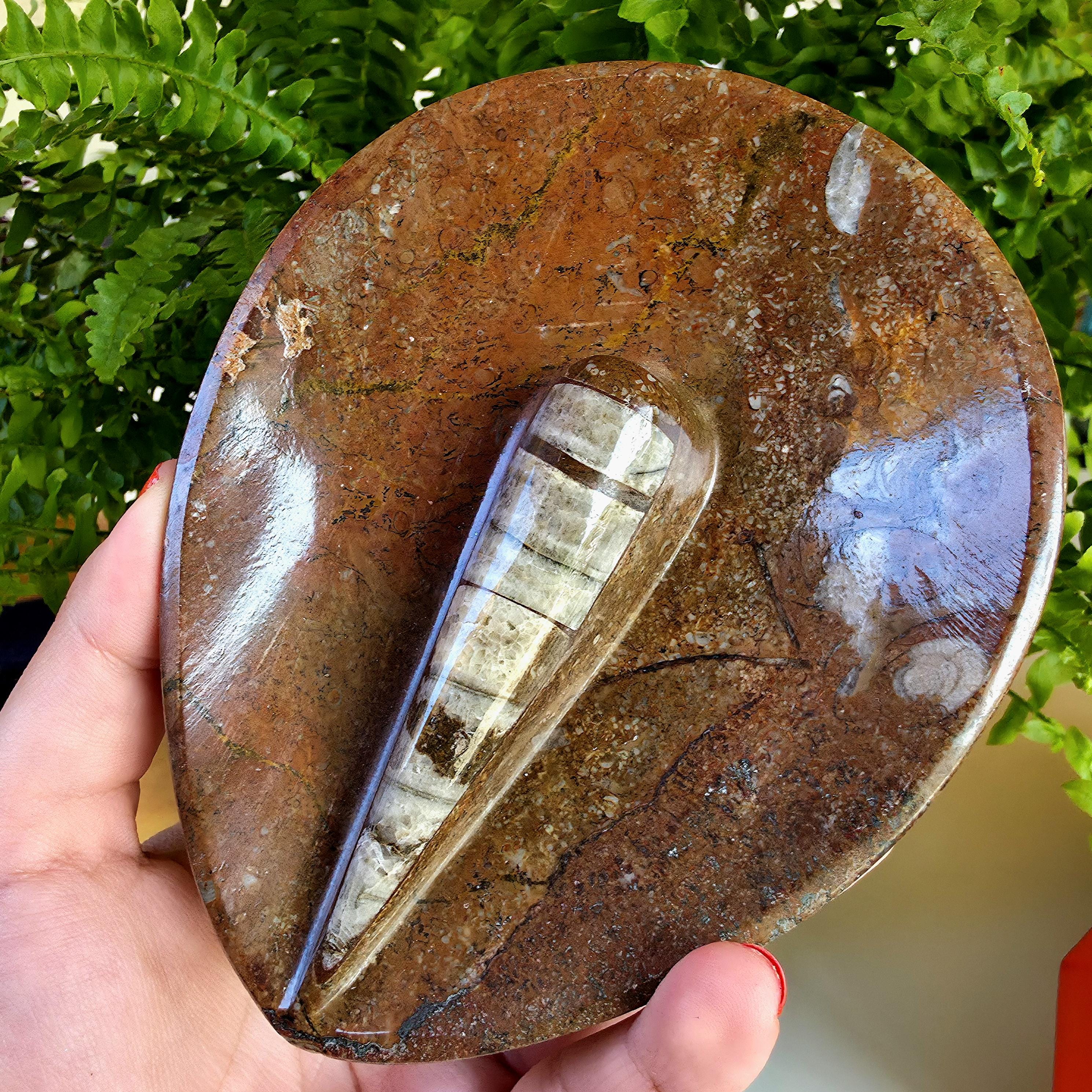Natural Orthoceras Fossil Ring Dish | Fossil Decor Bowl | Carved Orthoceras Tray | Crystal Jewelry Dish | Fossil Home Decor