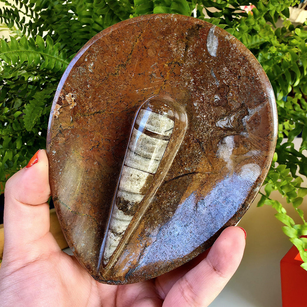 Natural Orthoceras Fossil Ring Dish | Fossil Decor Bowl | Carved Orthoceras Tray | Crystal Jewelry Dish | Fossil Home Decor