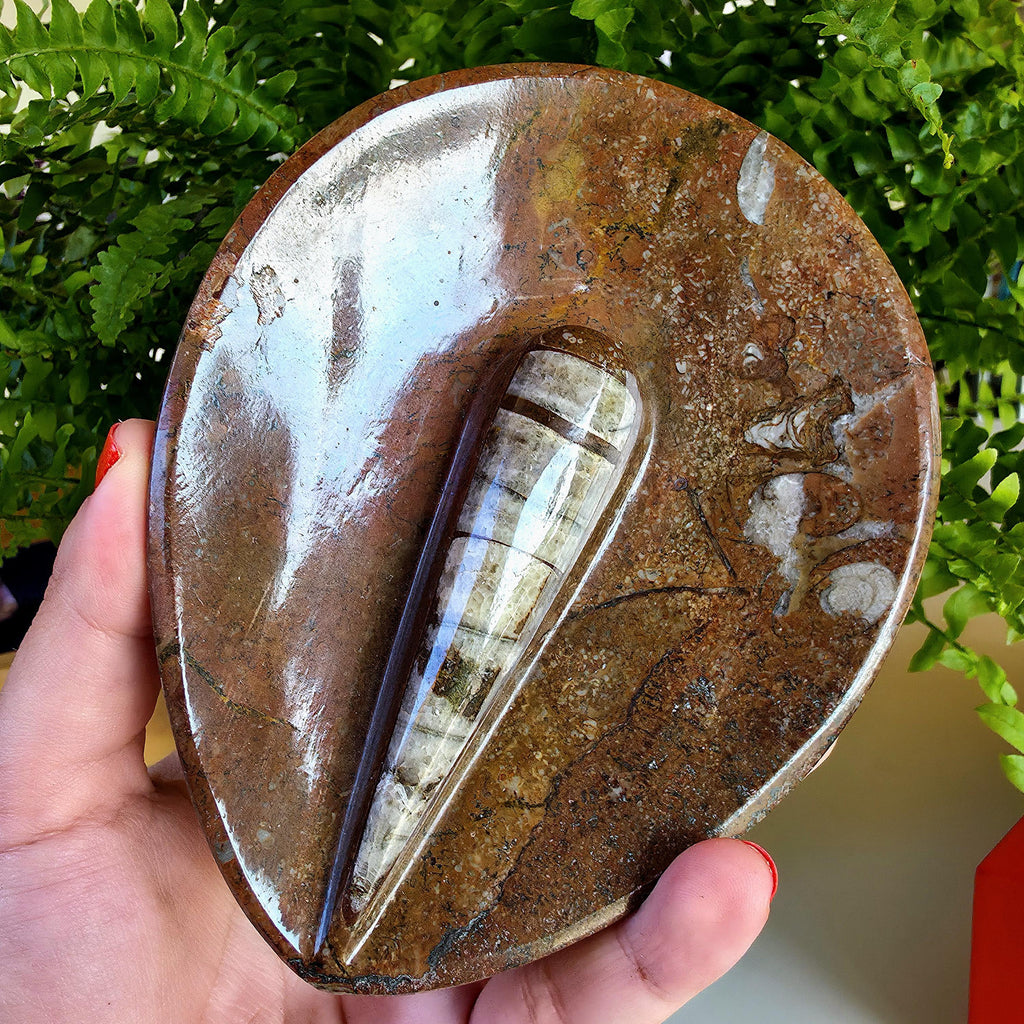 Natural Orthoceras Fossil Ring Dish | Fossil Decor Bowl | Carved Orthoceras Tray | Crystal Jewelry Dish | Fossil Home Decor