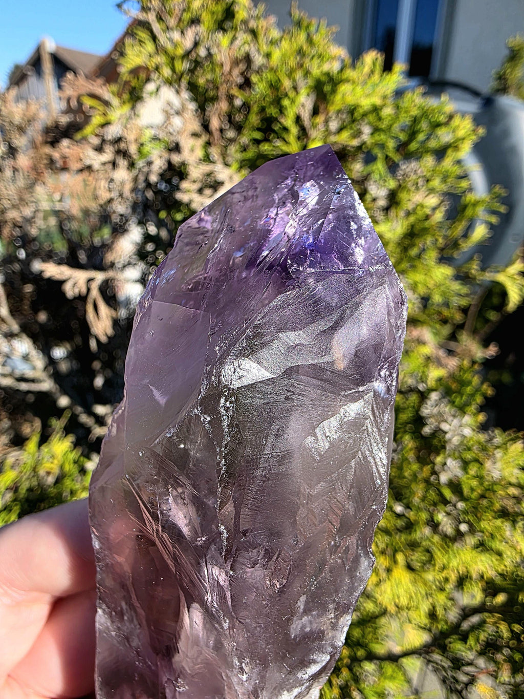 Bahia Amethyst Root Dragon Tooth | Raw Amethyst Point | Purple Quartz Crystal Specimen