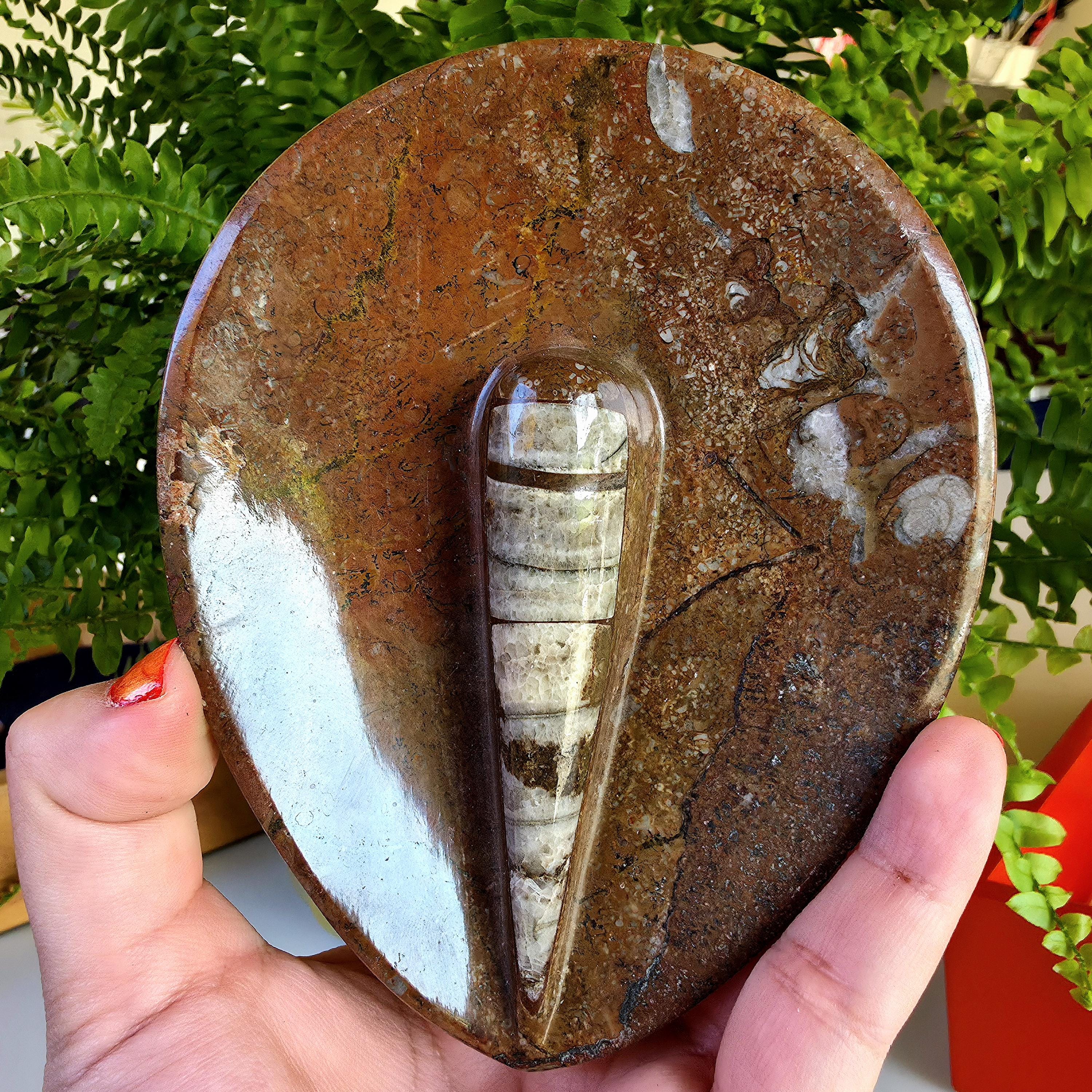 Natural Orthoceras Fossil Ring Dish | Fossil Decor Bowl | Carved Orthoceras Tray | Crystal Jewelry Dish | Fossil Home Decor