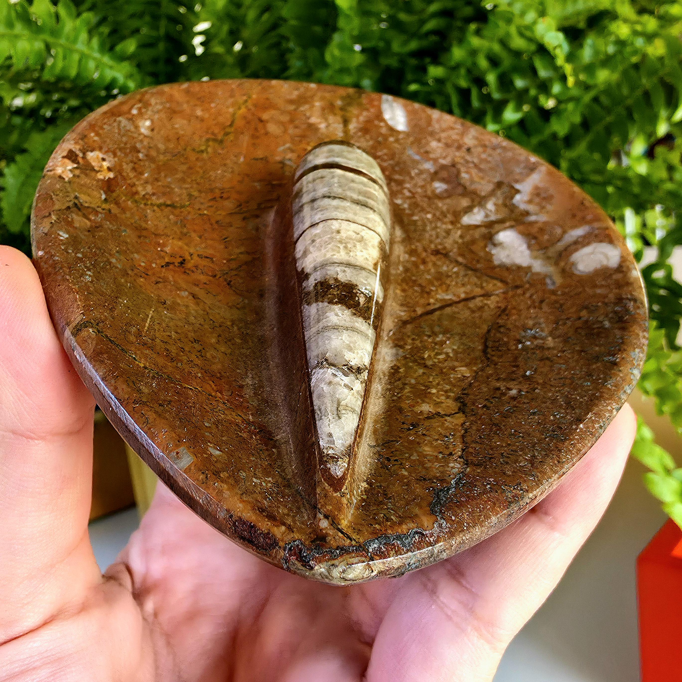 Natural Orthoceras Fossil Ring Dish | Fossil Decor Bowl | Carved Orthoceras Tray | Crystal Jewelry Dish | Fossil Home Decor