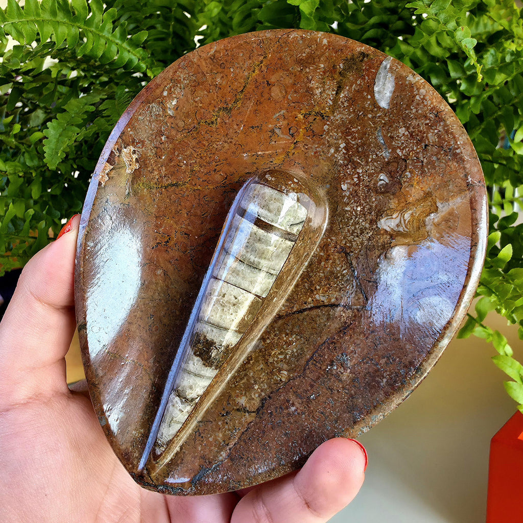 Natural Orthoceras Fossil Ring Dish | Fossil Decor Bowl | Carved Orthoceras Tray | Crystal Jewelry Dish | Fossil Home Decor