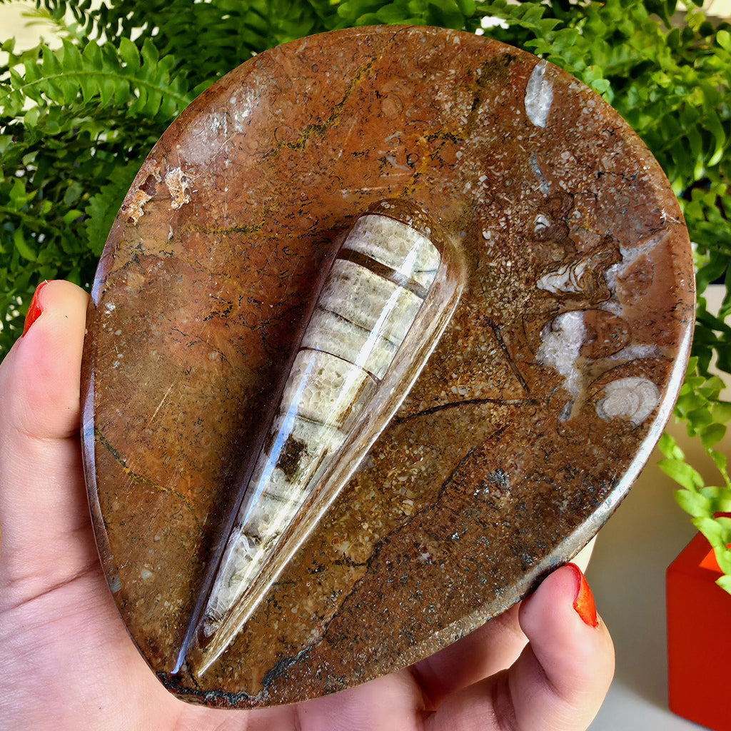 Natural Orthoceras Fossil Ring Dish | Fossil Decor Bowl | Carved Orthoceras Tray | Crystal Jewelry Dish | Fossil Home Decor