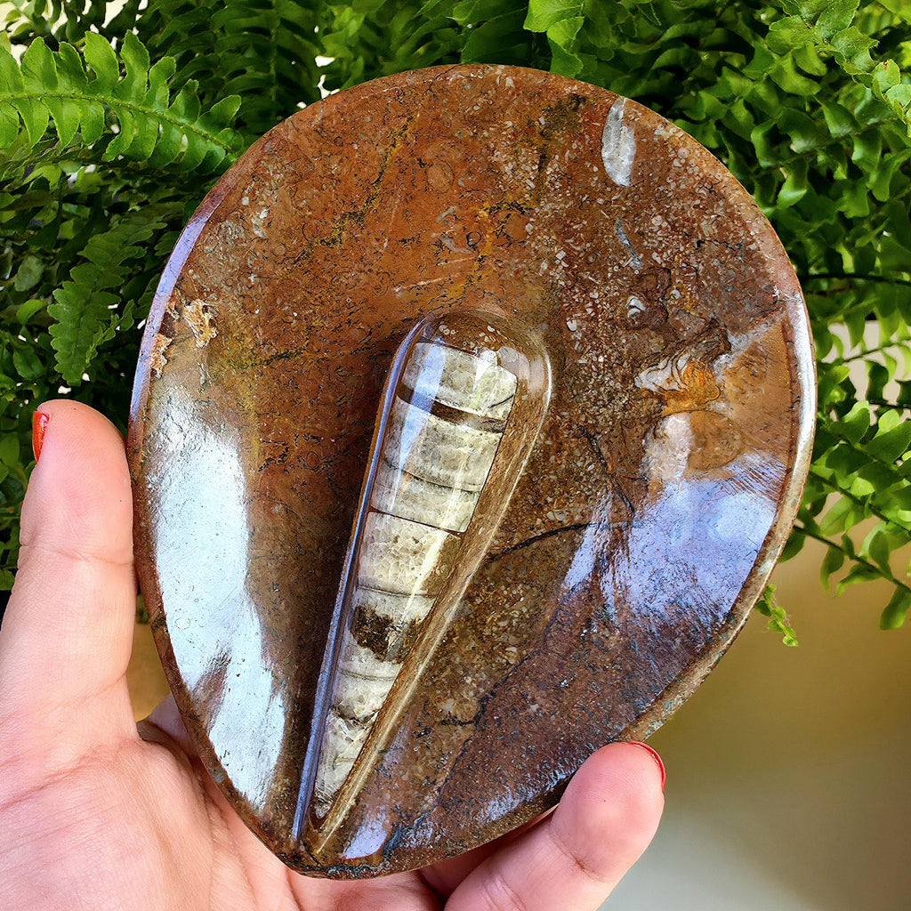 Natural Orthoceras Fossil Ring Dish | Fossil Decor Bowl | Carved Orthoceras Tray | Crystal Jewelry Dish | Fossil Home Decor
