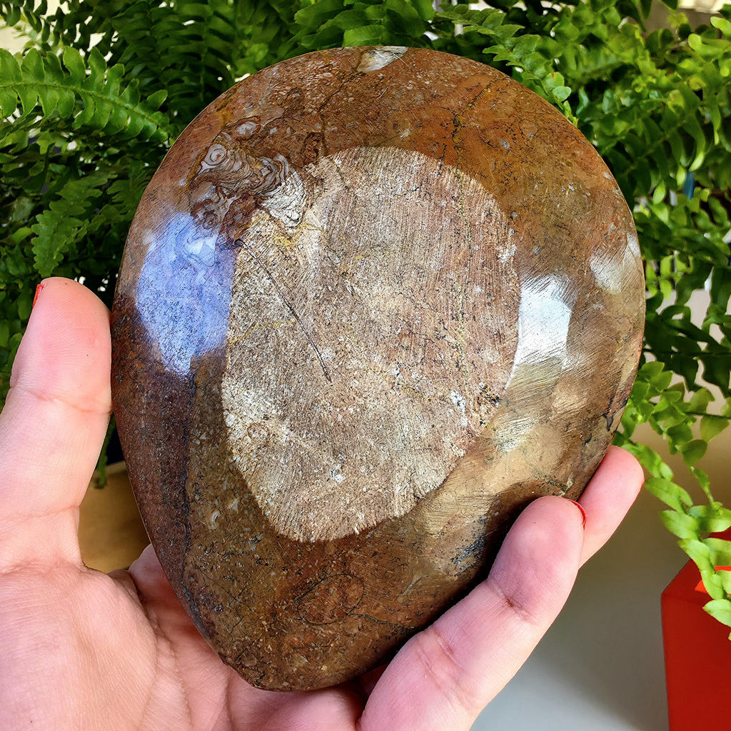 Natural Orthoceras Fossil Ring Dish | Fossil Decor Bowl | Carved Orthoceras Tray | Crystal Jewelry Dish | Fossil Home Decor
