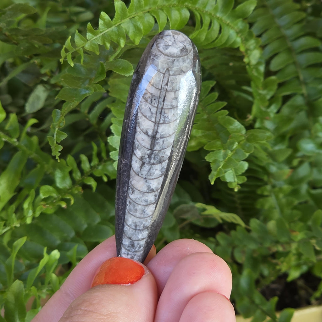 Orthoceras Fossil Point | Polished Black Fossil Stone | Ancient Marine Fossil | 6.5 cm Collector Specimen