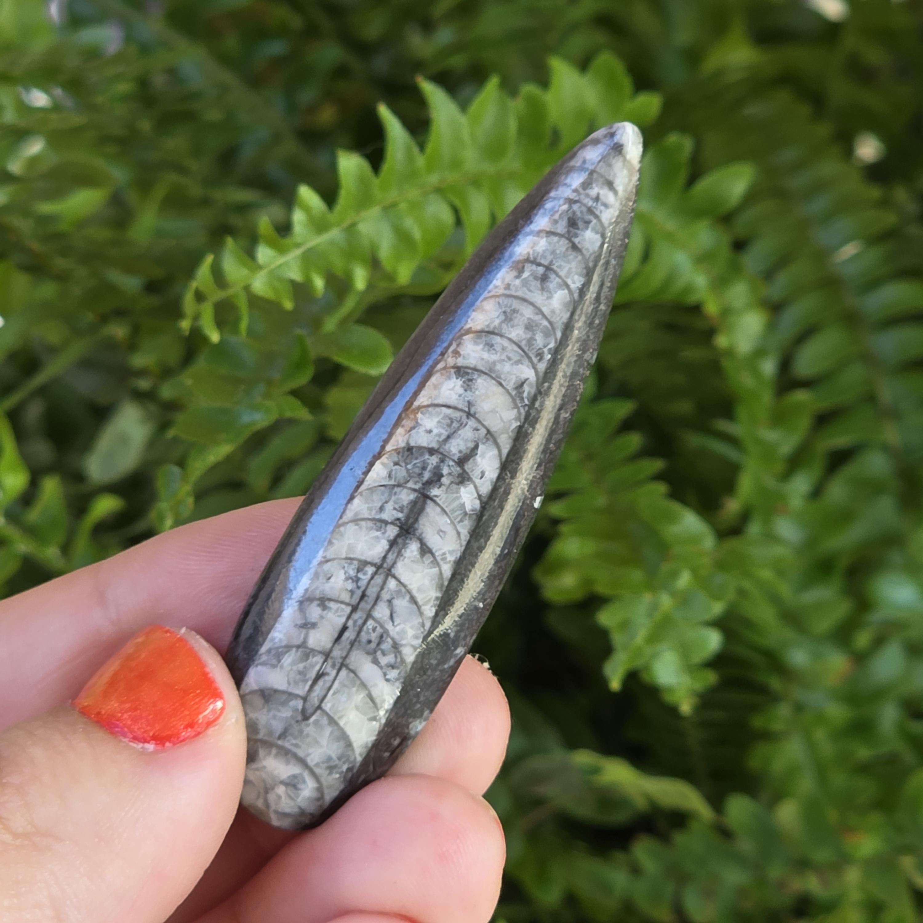 Orthoceras Fossil Point | Polished Black Fossil Stone | Ancient Marine Fossil | 6.5 cm Collector Specimen