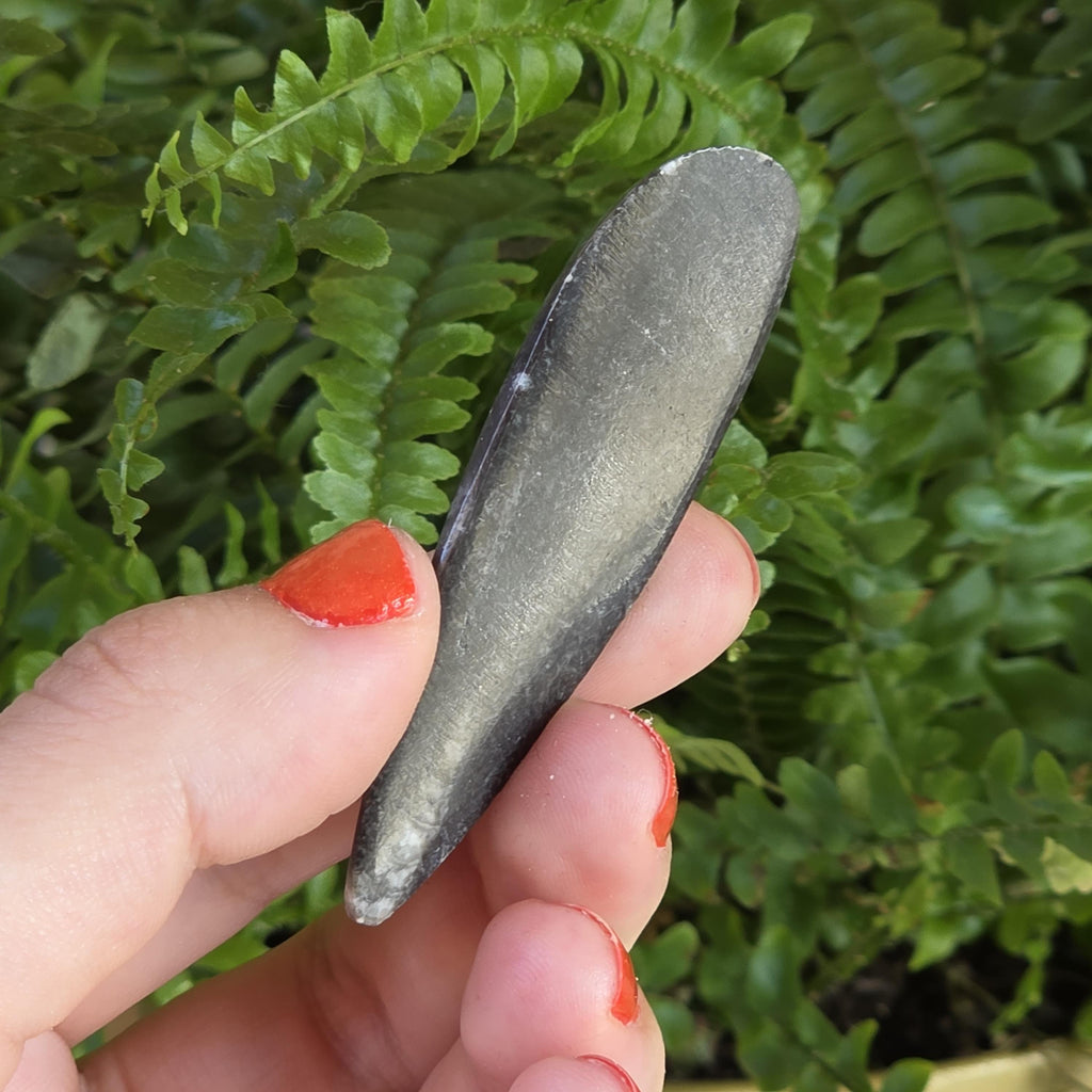 Orthoceras Fossil Point | Polished Black Fossil Stone | Ancient Marine Fossil | 6.5 cm Collector Specimen