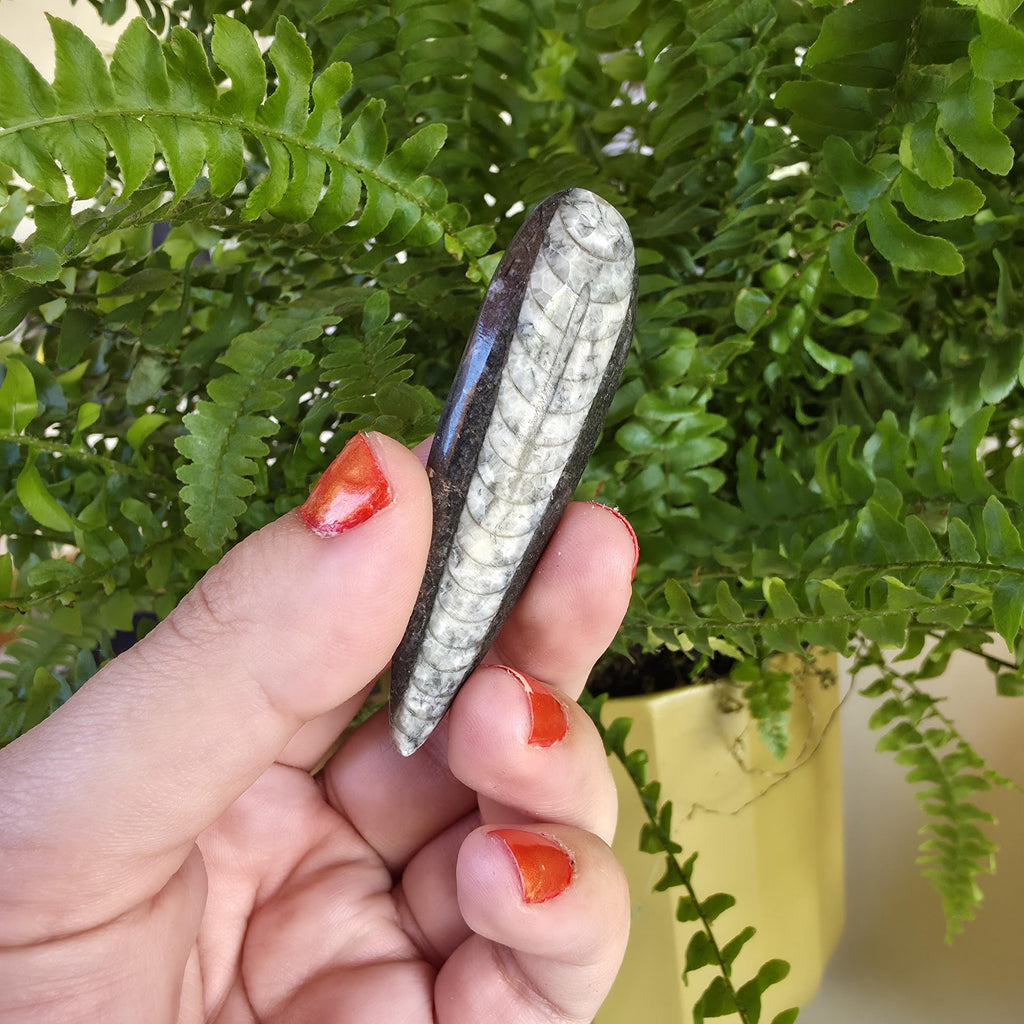 Orthoceras Fossil Point | Polished Black Fossil Stone | Ancient Marine Fossil | 6.5 cm Collector Specimen