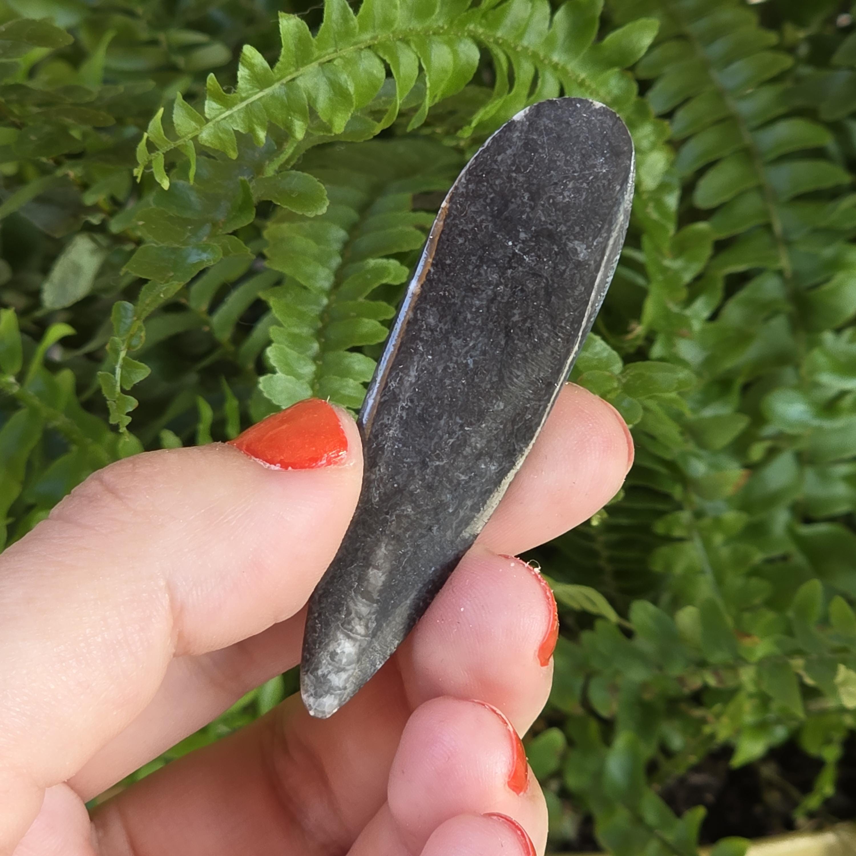 Orthoceras Fossil Point | Polished Black Fossil Stone | Ancient Marine Fossil | 6.5 cm Collector Specimen