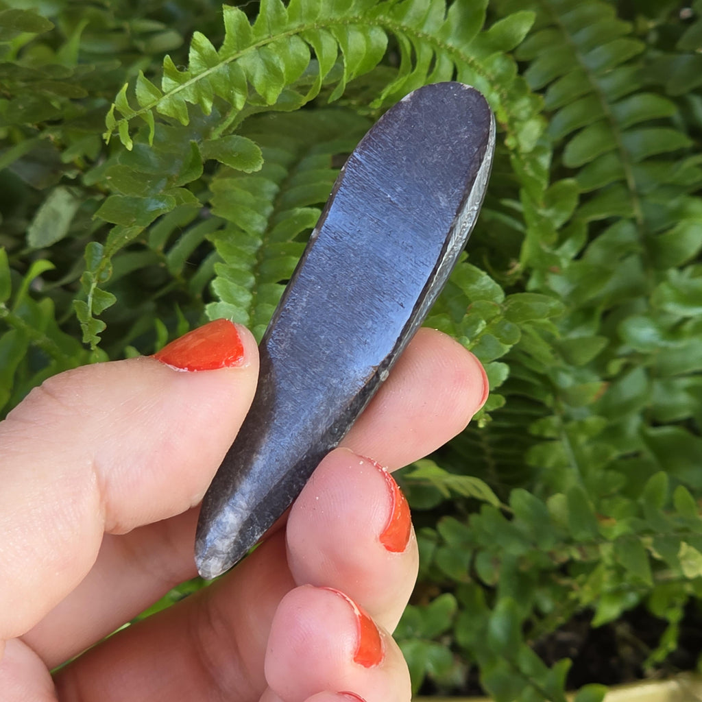 Orthoceras Fossil Point | Polished Black Fossil Stone | Ancient Marine Fossil | 6.5 cm Collector Specimen