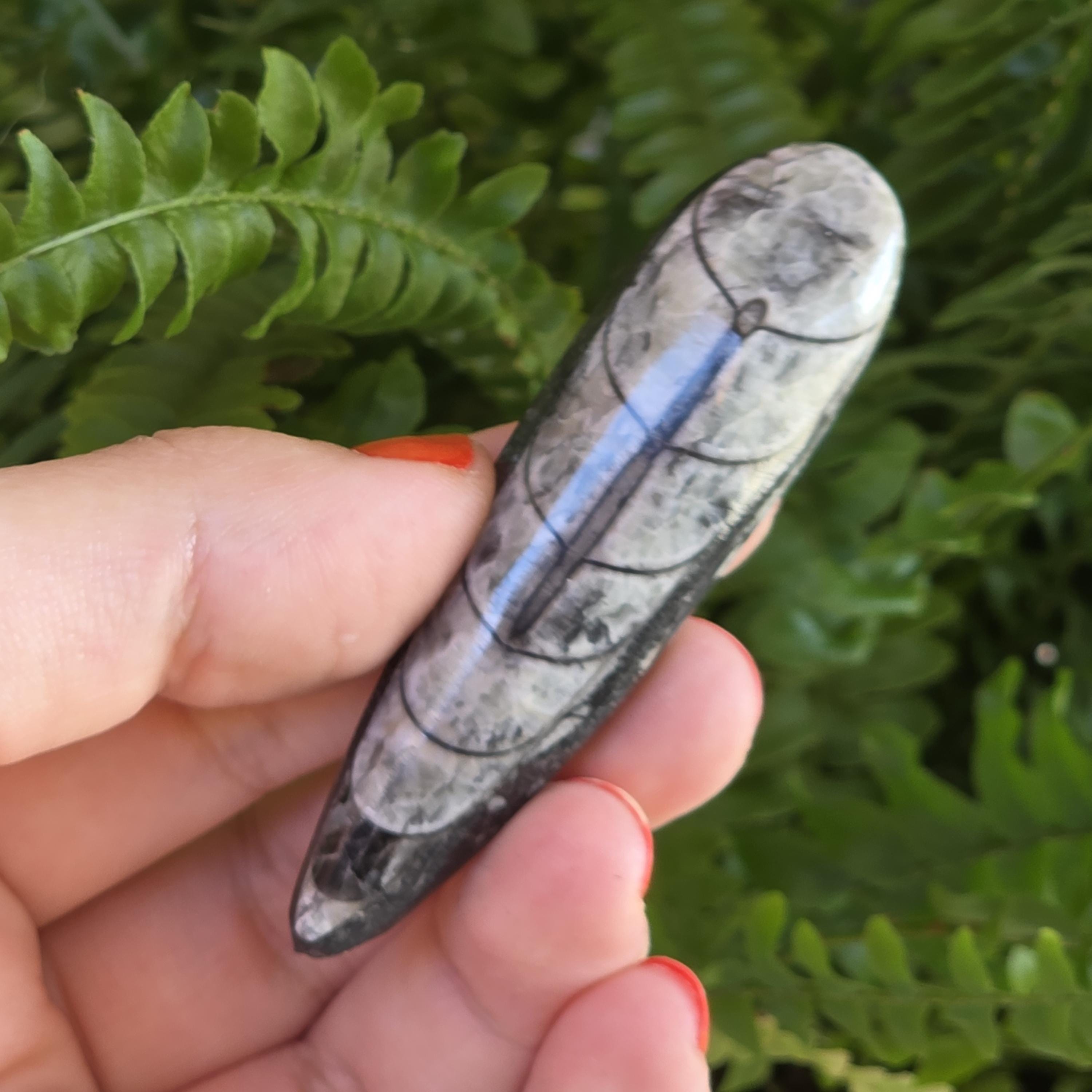 Orthoceras Fossil Point | Polished Black Fossil Stone | Ancient Marine Fossil | 6.5 cm Collector Specimen