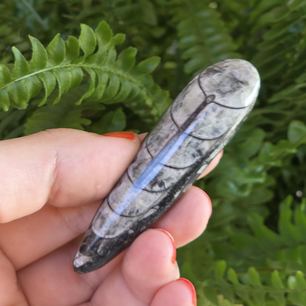 Orthoceras Fossil Point | Polished Black Fossil Stone | Ancient Marine Fossil | 6.5 cm Collector Specimen