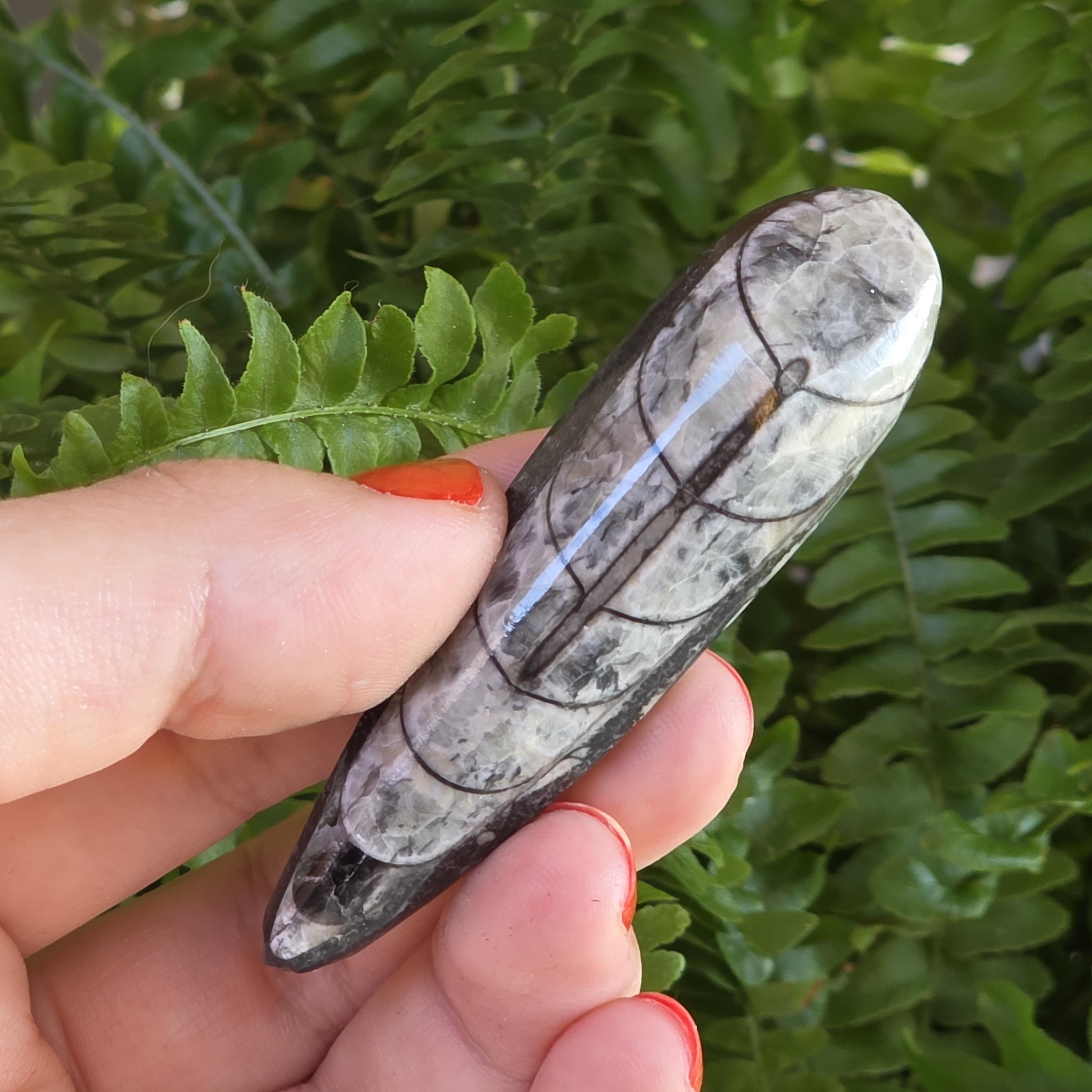 Orthoceras Fossil Point | Polished Black Fossil Stone | Ancient Marine Fossil | 6.5 cm Collector Specimen