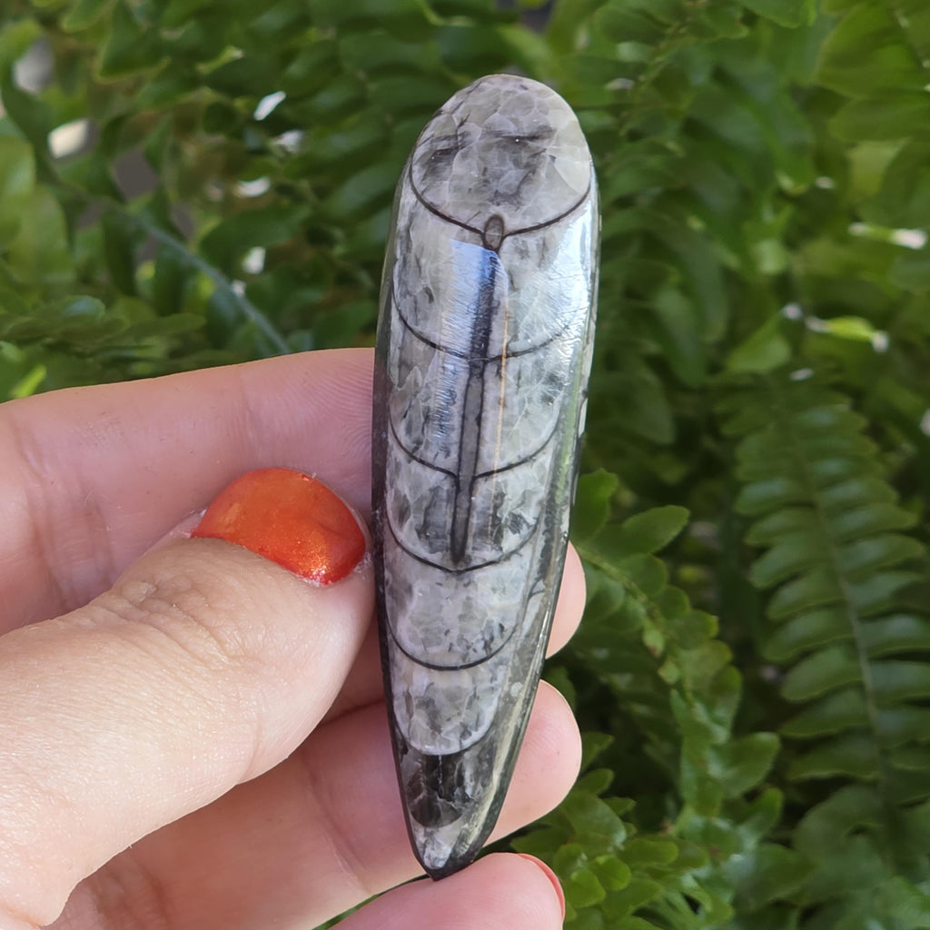 Orthoceras Fossil Point | Polished Black Fossil Stone | Ancient Marine Fossil | 6.5 cm Collector Specimen