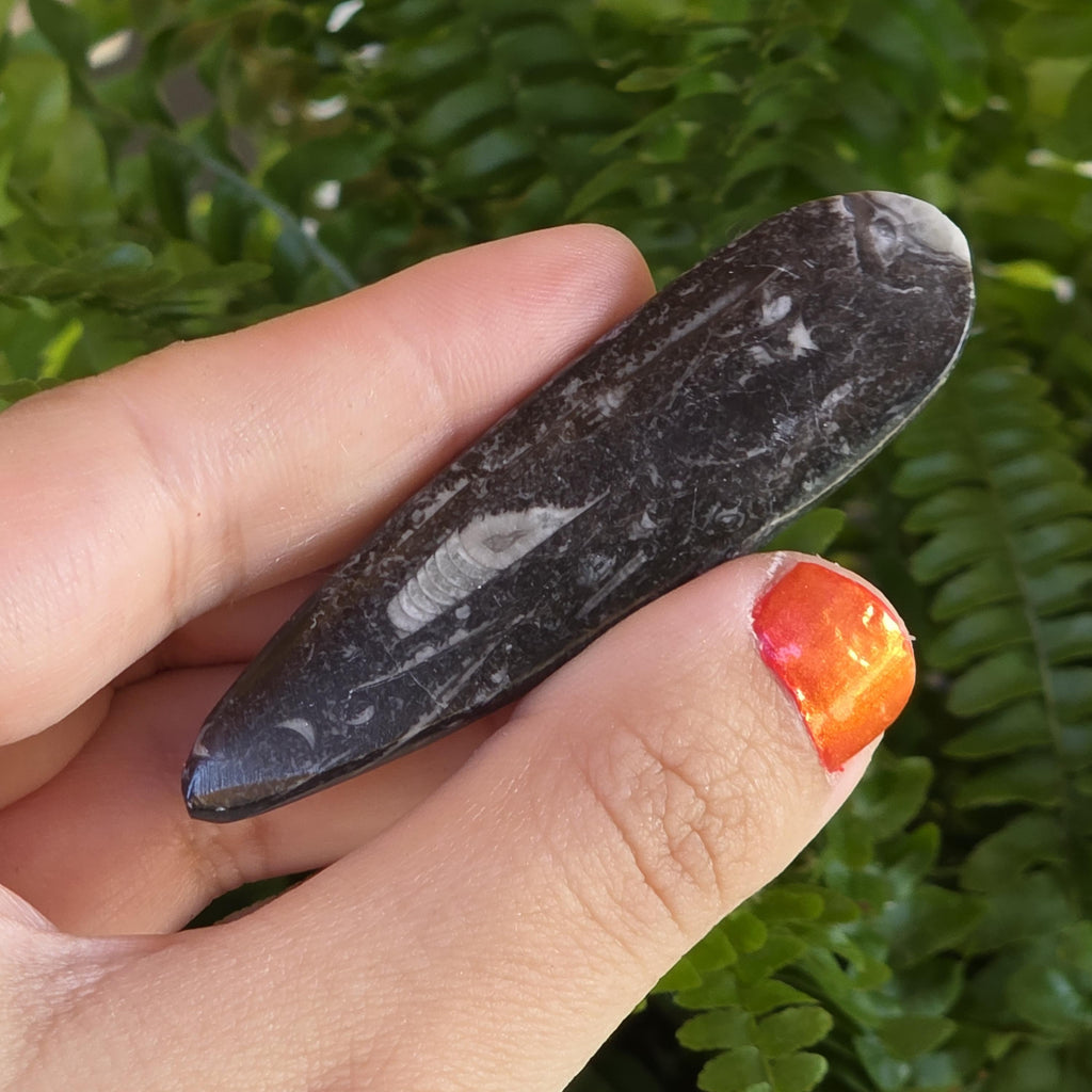 Orthoceras Fossil Point | Polished Black Fossil Stone | Ancient Marine Fossil | 6.5 cm Collector Specimen