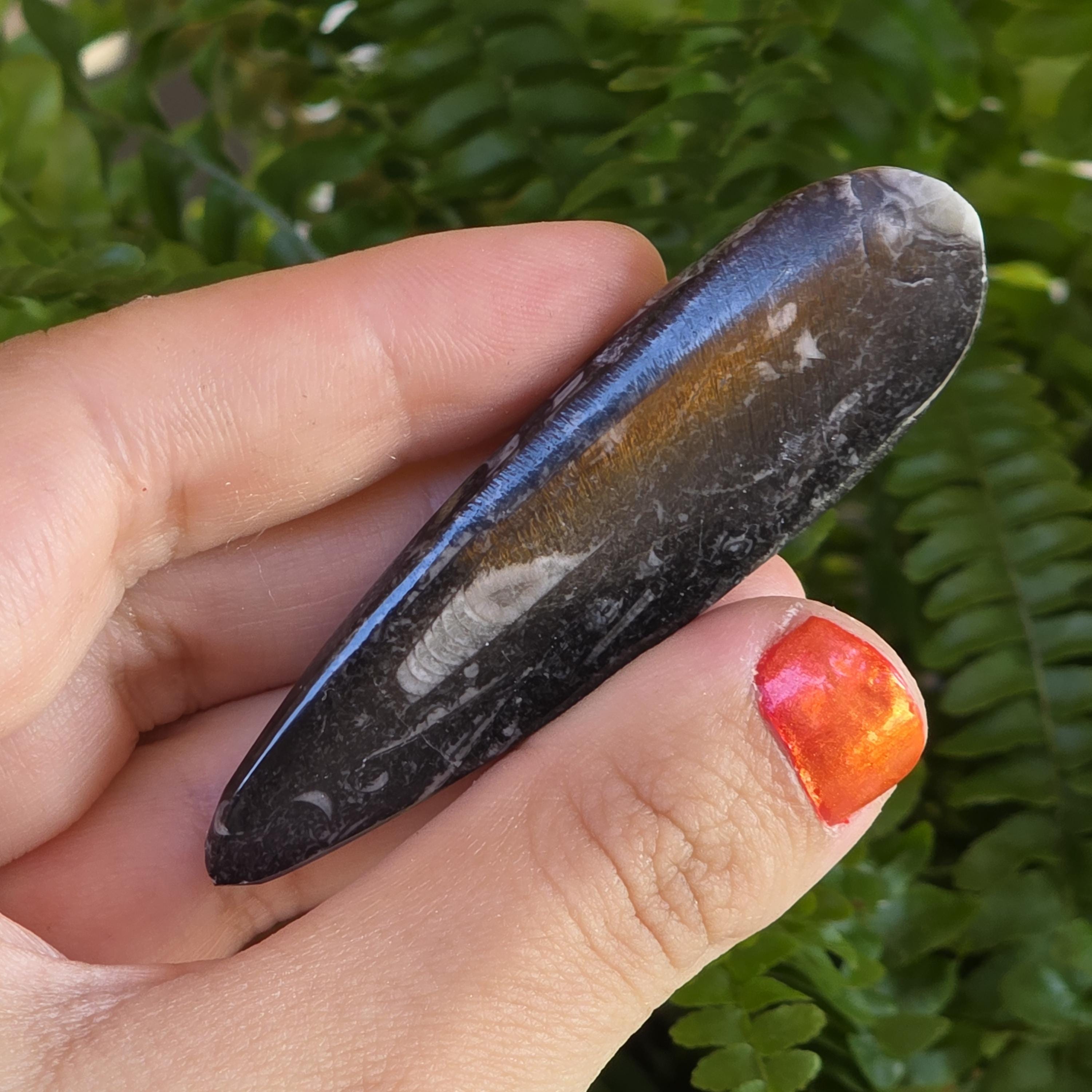 Orthoceras Fossil Point | Polished Black Fossil Stone | Ancient Marine Fossil | 6.5 cm Collector Specimen