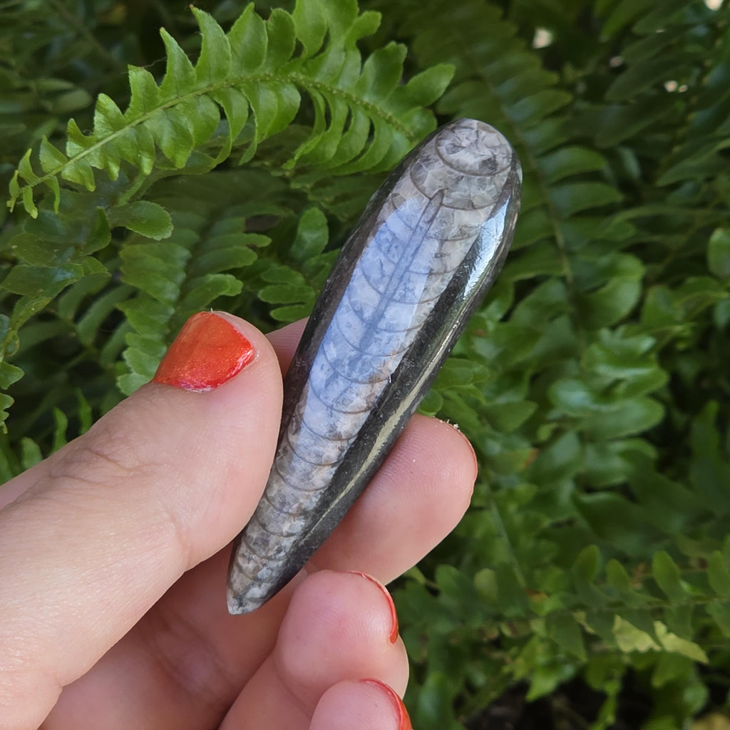 Orthoceras Fossil Point | Polished Black Fossil Stone | Ancient Marine Fossil | 6.5 cm Collector Specimen