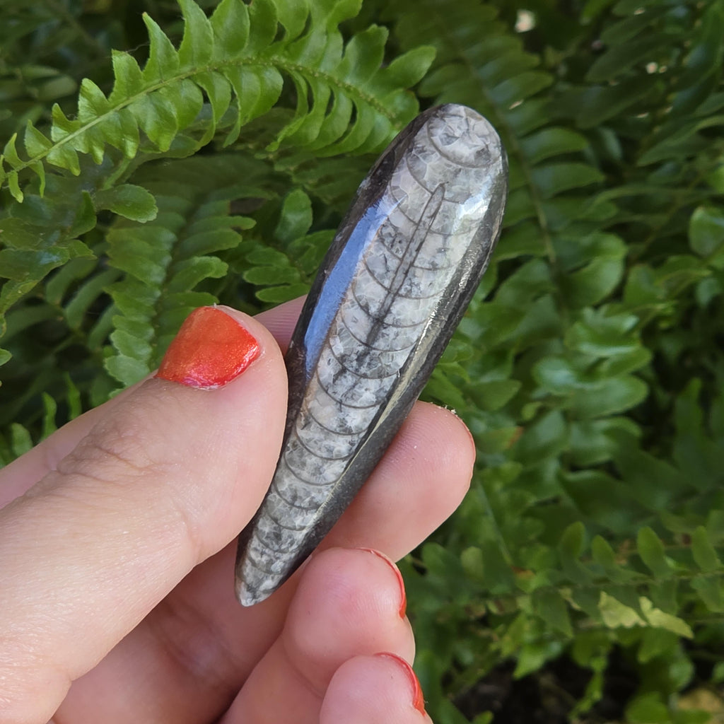 Orthoceras Fossil Point | Polished Black Fossil Stone | Ancient Marine Fossil | 6.5 cm Collector Specimen