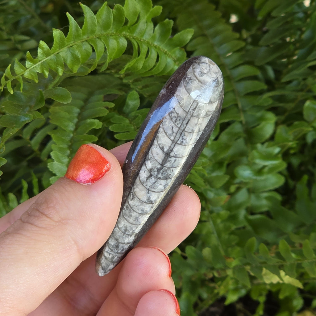 Orthoceras Fossil Point | Polished Black Fossil Stone | Ancient Marine Fossil | 6.5 cm Collector Specimen
