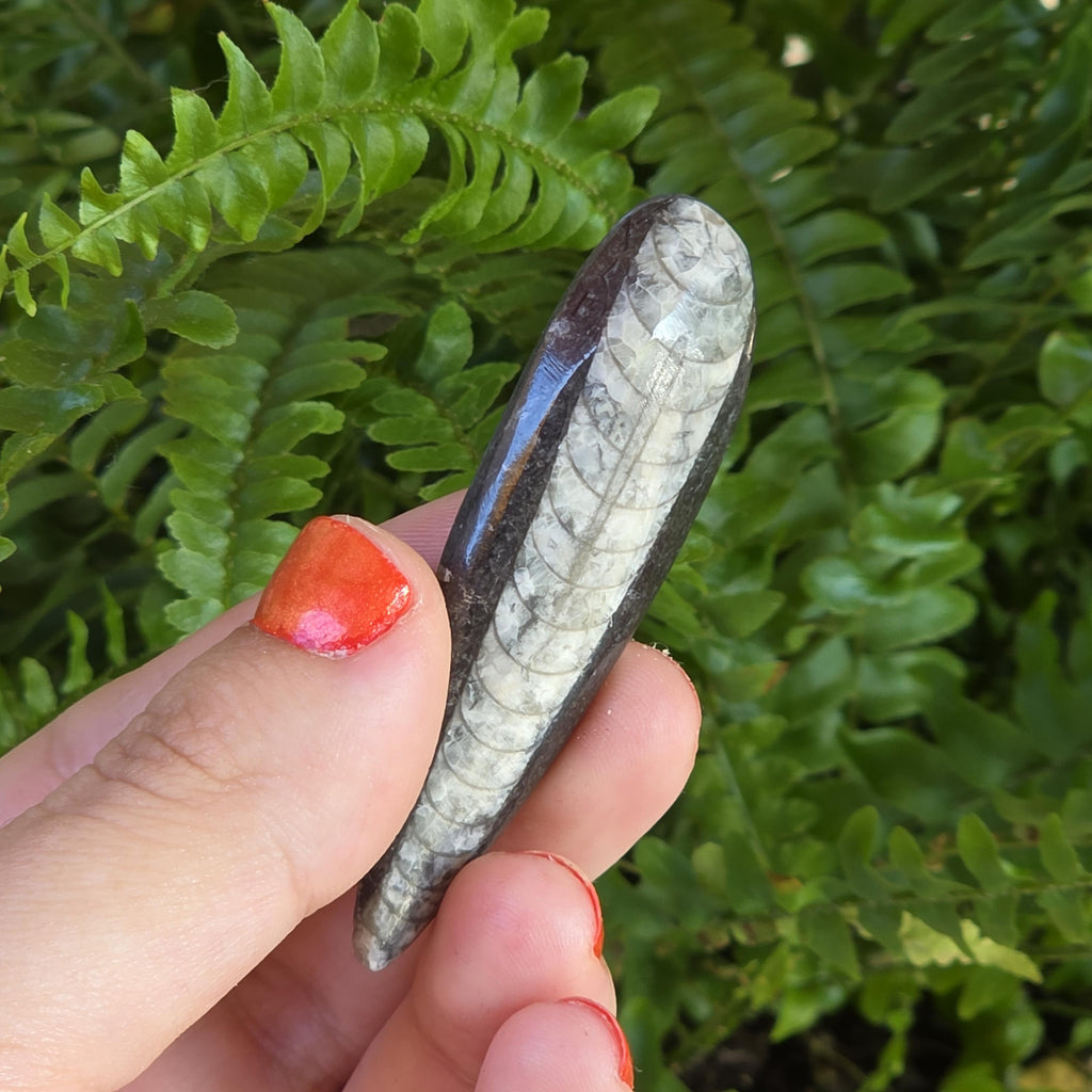 Orthoceras Fossil Point | Polished Black Fossil Stone | Ancient Marine Fossil | 6.5 cm Collector Specimen