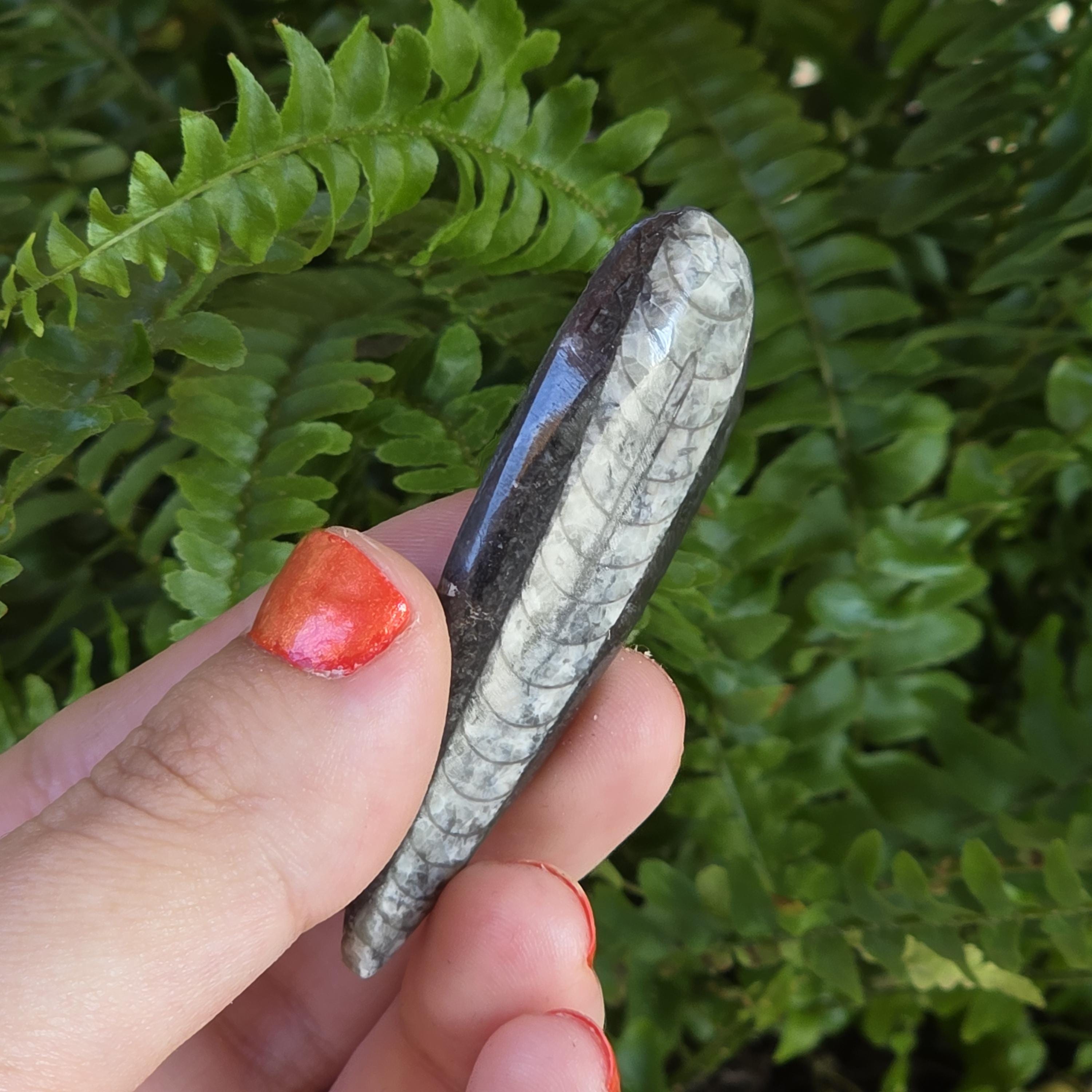 Orthoceras Fossil Point | Polished Black Fossil Stone | Ancient Marine Fossil | 6.5 cm Collector Specimen