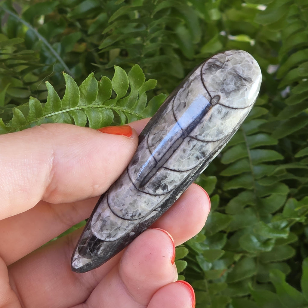 Orthoceras Fossil Point | Polished Black Fossil Stone | Ancient Marine Fossil | 6.5 cm Collector Specimen