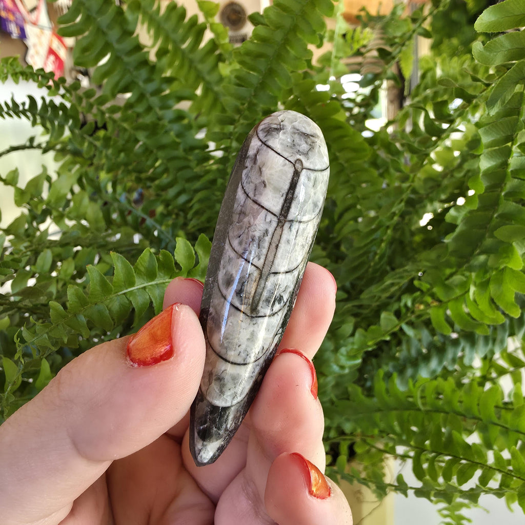Orthoceras Fossil Point | Polished Black Fossil Stone | Ancient Marine Fossil | 6.5 cm Collector Specimen