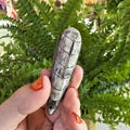 Orthoceras Fossil Point | Polished Black Fossil Stone | Ancient Marine Fossil | 6.5 cm Collector Specimen