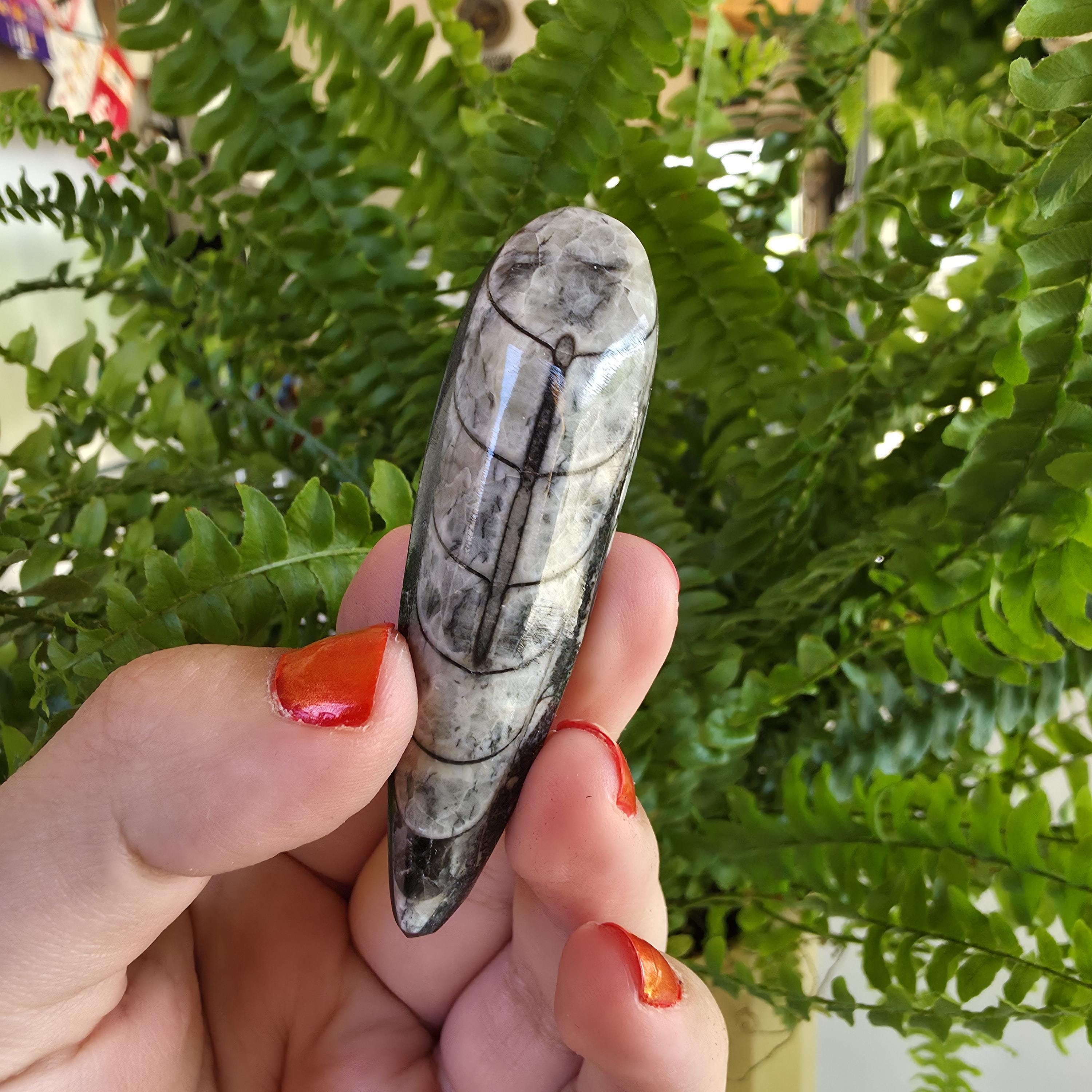 Orthoceras Fossil Point | Polished Black Fossil Stone | Ancient Marine Fossil | 6.5 cm Collector Specimen