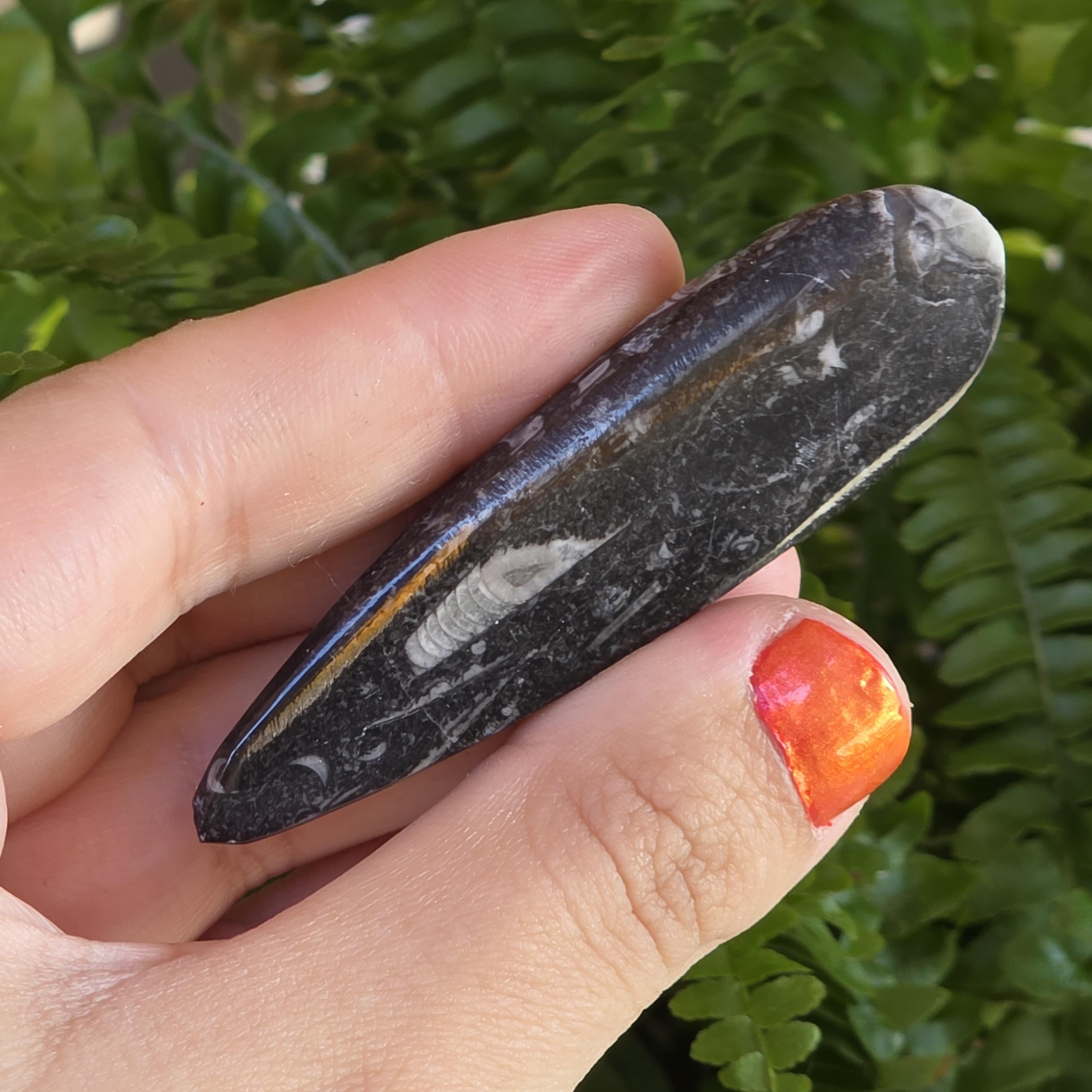 Orthoceras Fossil Point | Polished Black Fossil Stone | Ancient Marine Fossil | 6.5 cm Collector Specimen