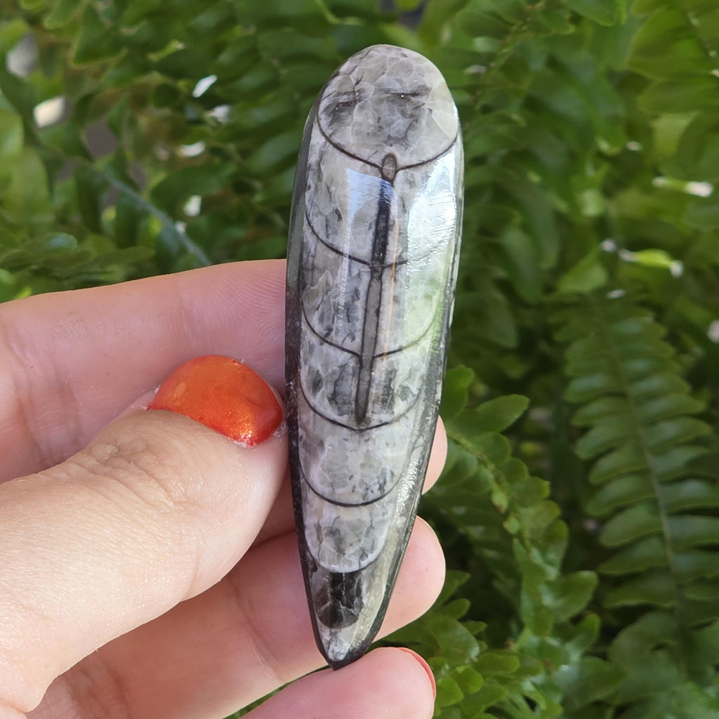 Orthoceras Fossil Point | Polished Black Fossil Stone | Ancient Marine Fossil | 6.5 cm Collector Specimen