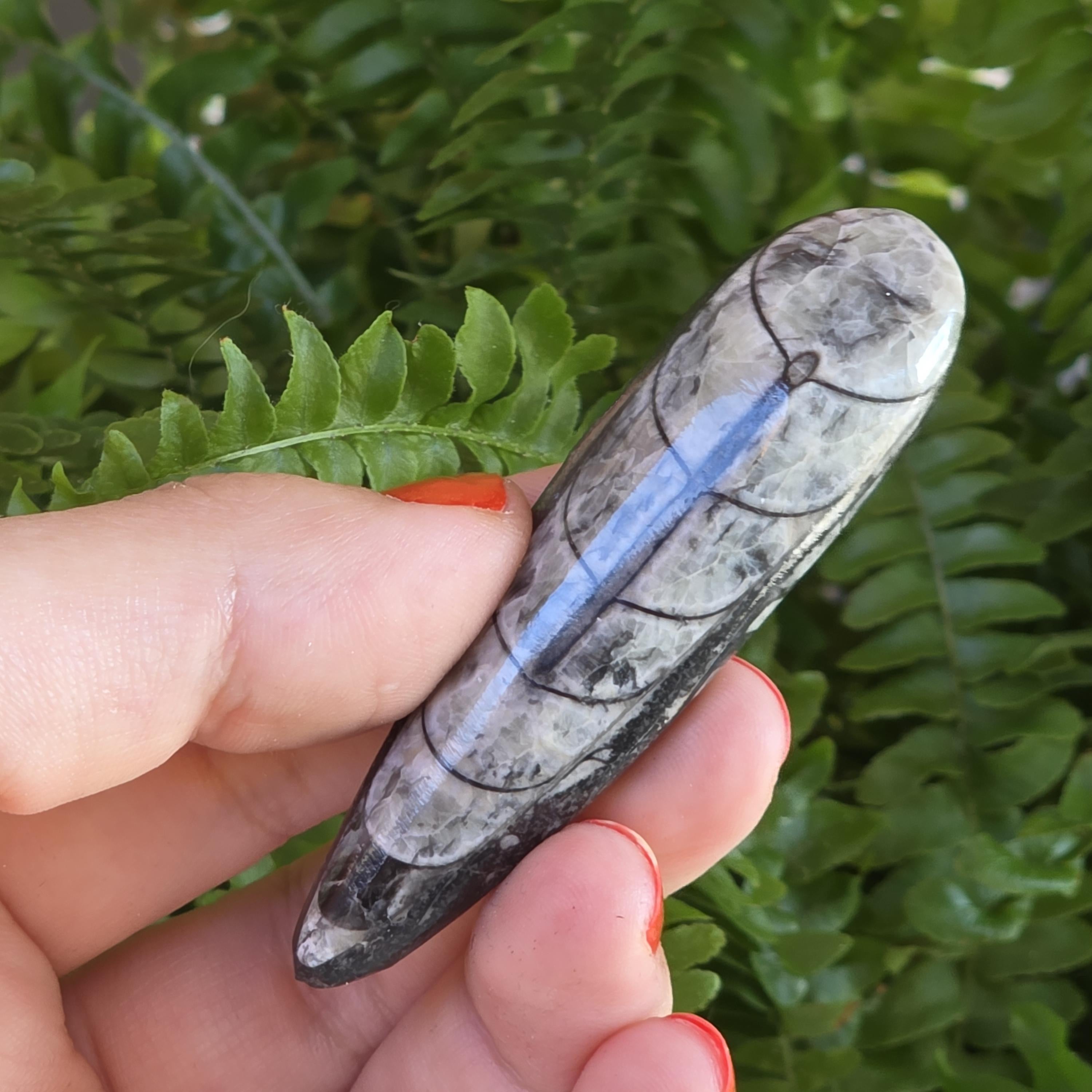 Orthoceras Fossil Point | Polished Black Fossil Stone | Ancient Marine Fossil | 6.5 cm Collector Specimen