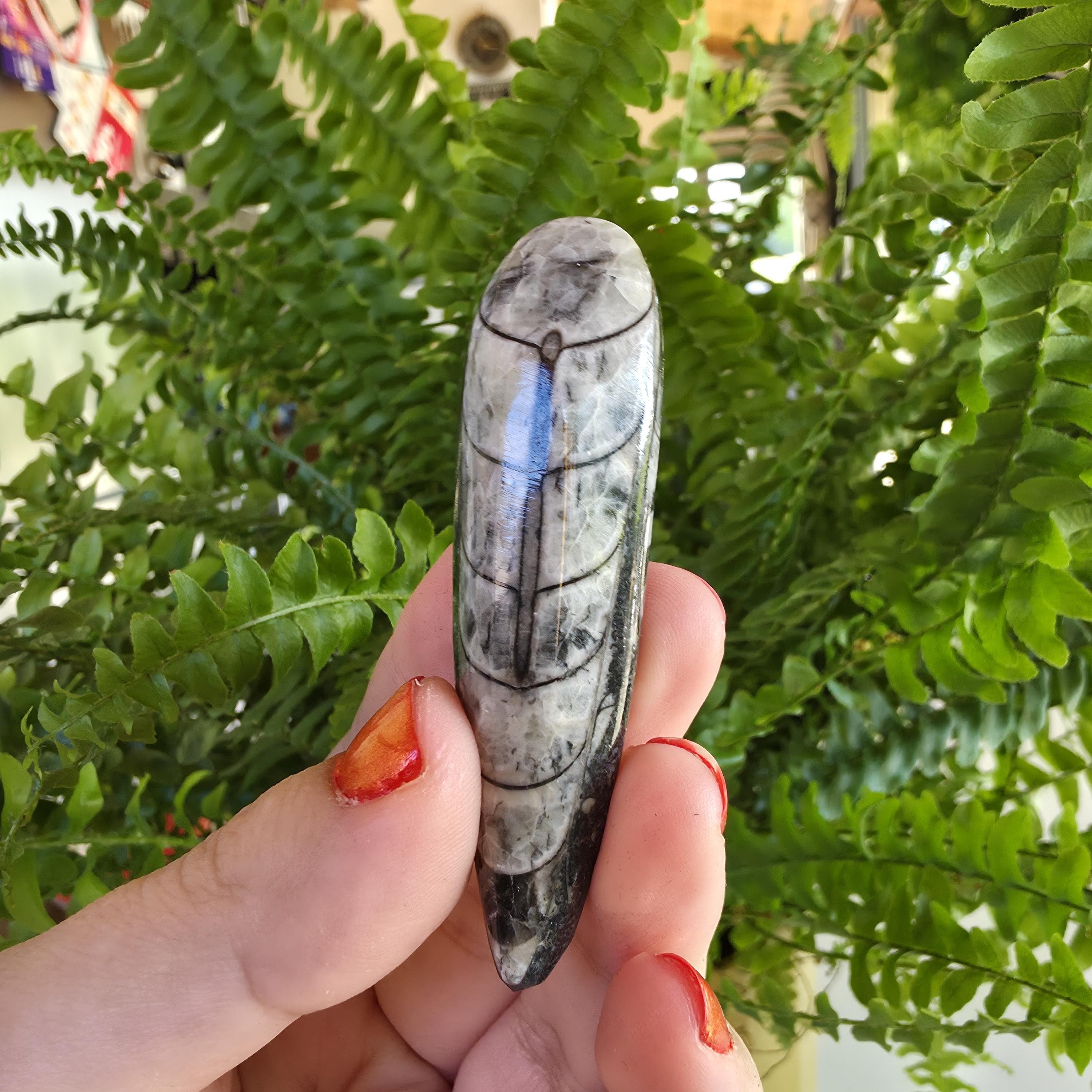Orthoceras Fossil Point | Polished Black Fossil Stone | Ancient Marine Fossil | 6.5 cm Collector Specimen