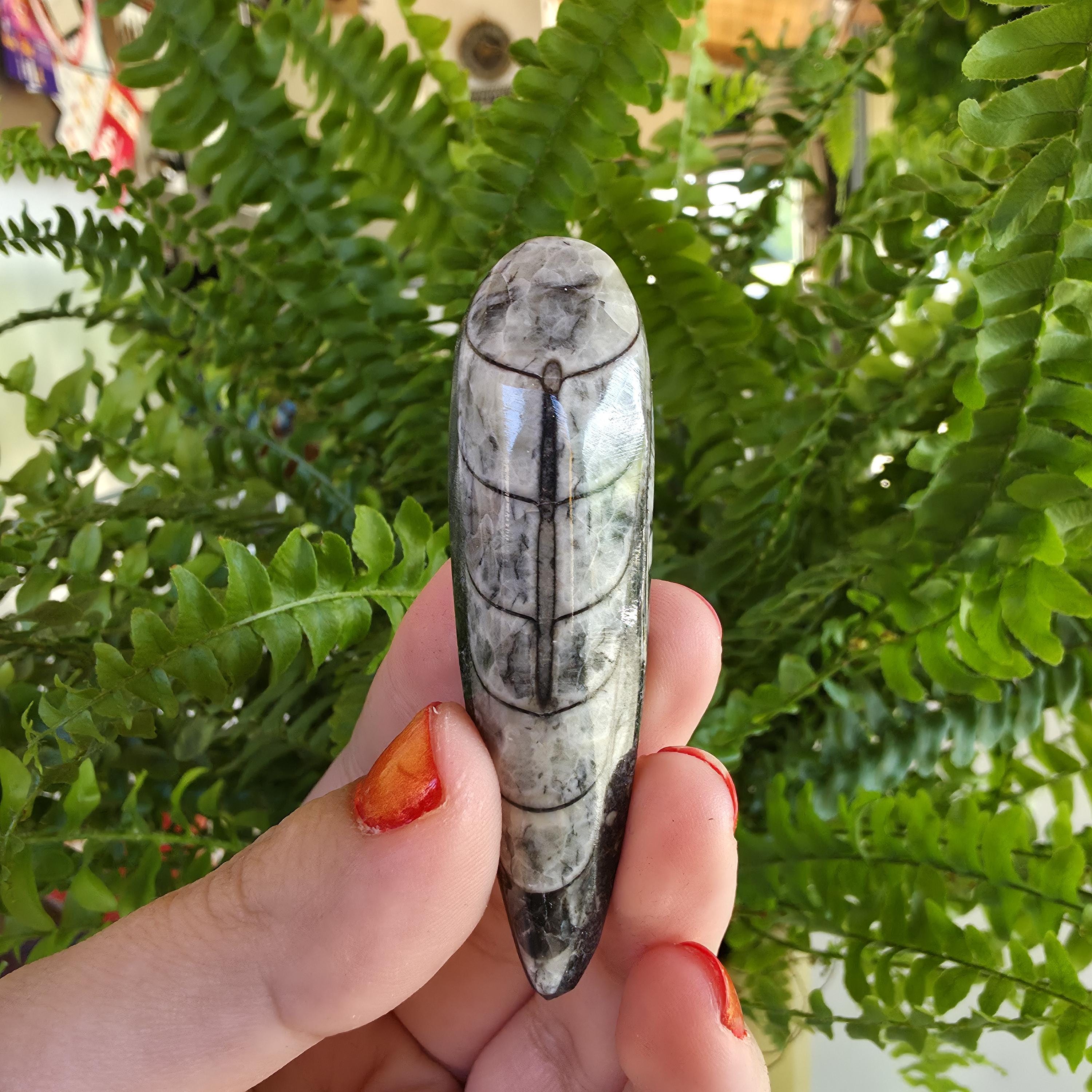 Orthoceras Fossil Point | Polished Black Fossil Stone | Ancient Marine Fossil | 6.5 cm Collector Specimen