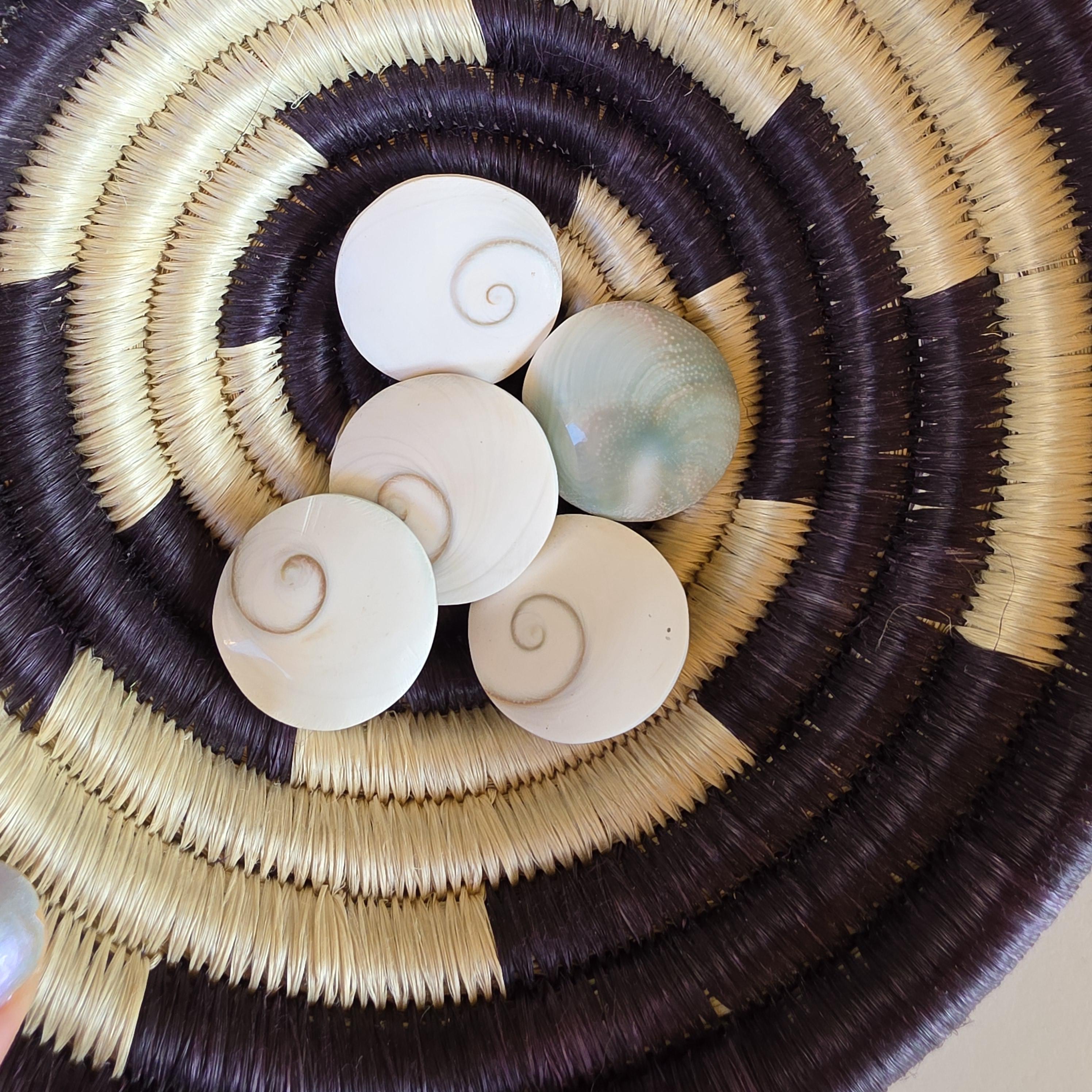 SM Round Shiva Shell | Mermaid Money | Intuitive Pull | Natural Ocean Shell | Beach Decor | Shell Collection