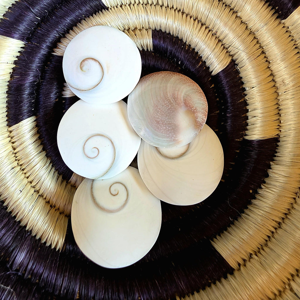 SM Round Shiva Shell | Mermaid Money | Intuitive Pull | Natural Ocean Shell | Beach Decor | Shell Collection