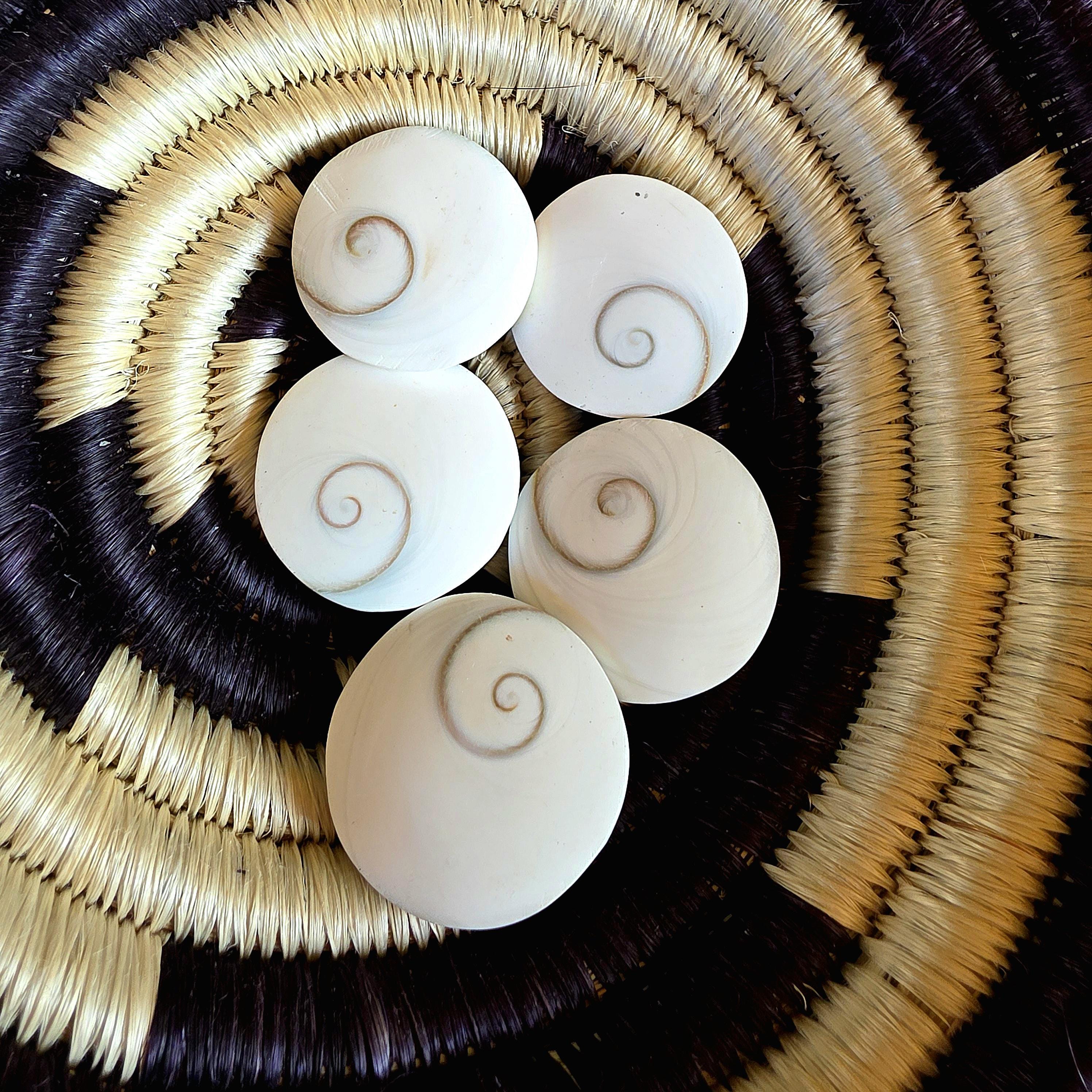 SM Round Shiva Shell | Mermaid Money | Intuitive Pull | Natural Ocean Shell | Beach Decor | Shell Collection