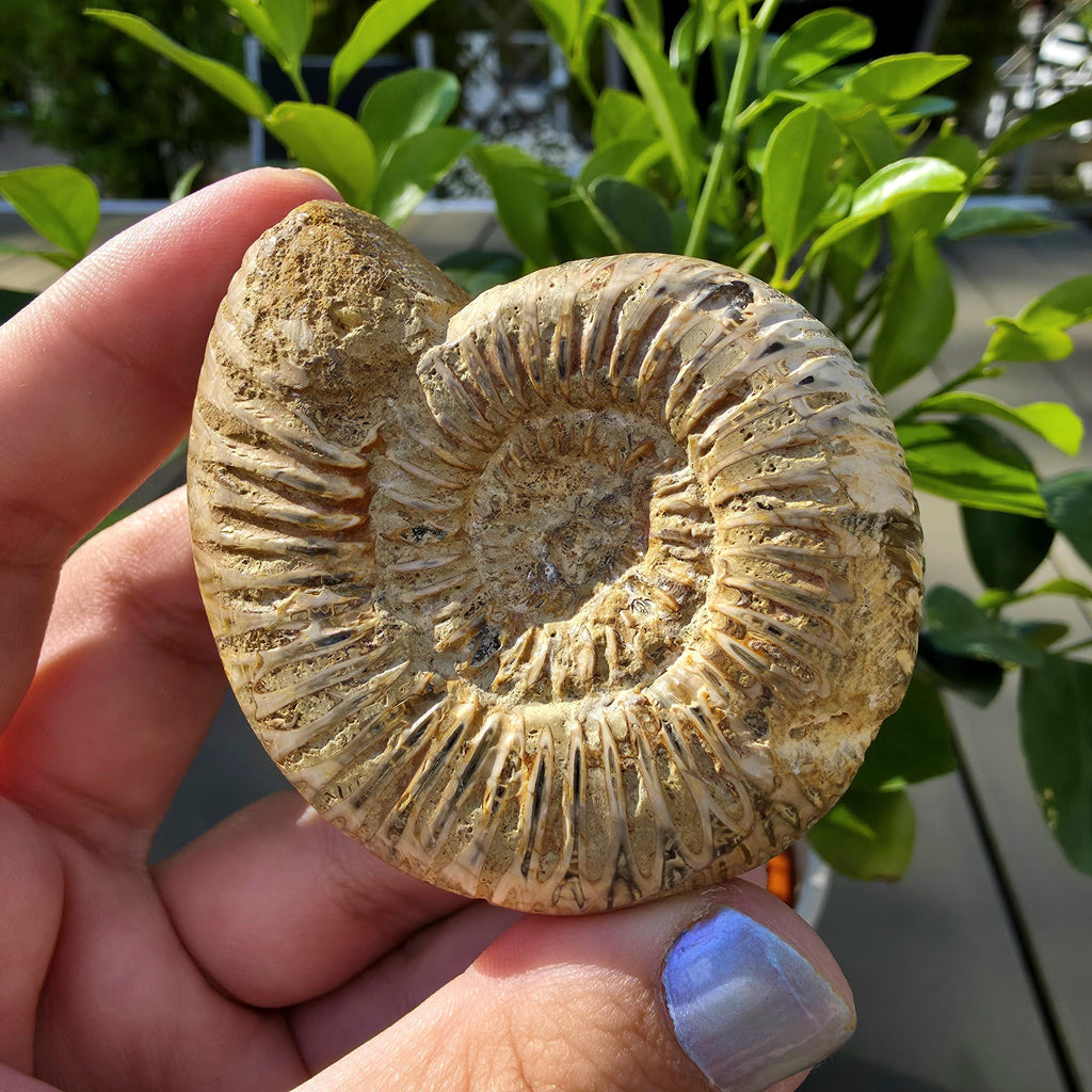 French Ammonite Fossil | 100g Ammonite Fossil | Ancient Marine Fossil | French Fossil Specimen | Natural History Collectible