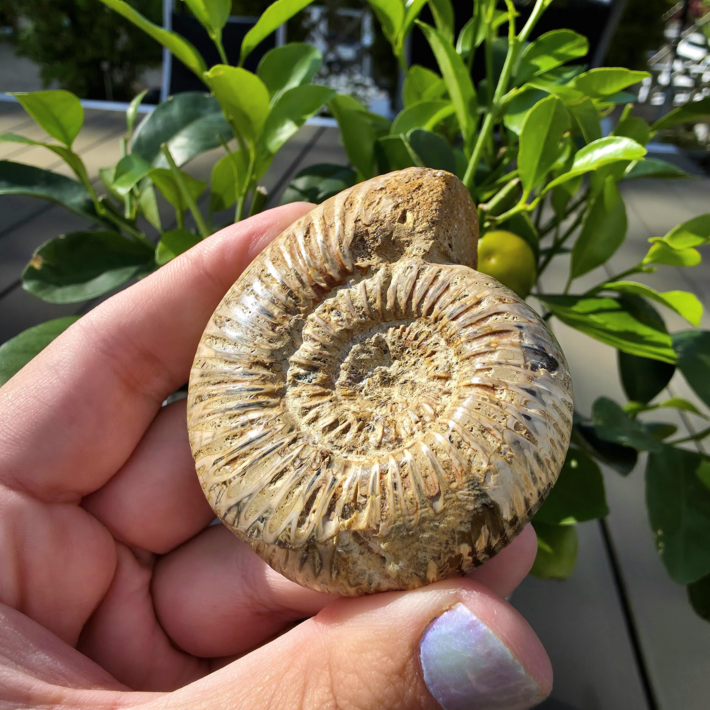 French Ammonite Fossil | 100g Ammonite Fossil | Ancient Marine Fossil | French Fossil Specimen | Natural History Collectible