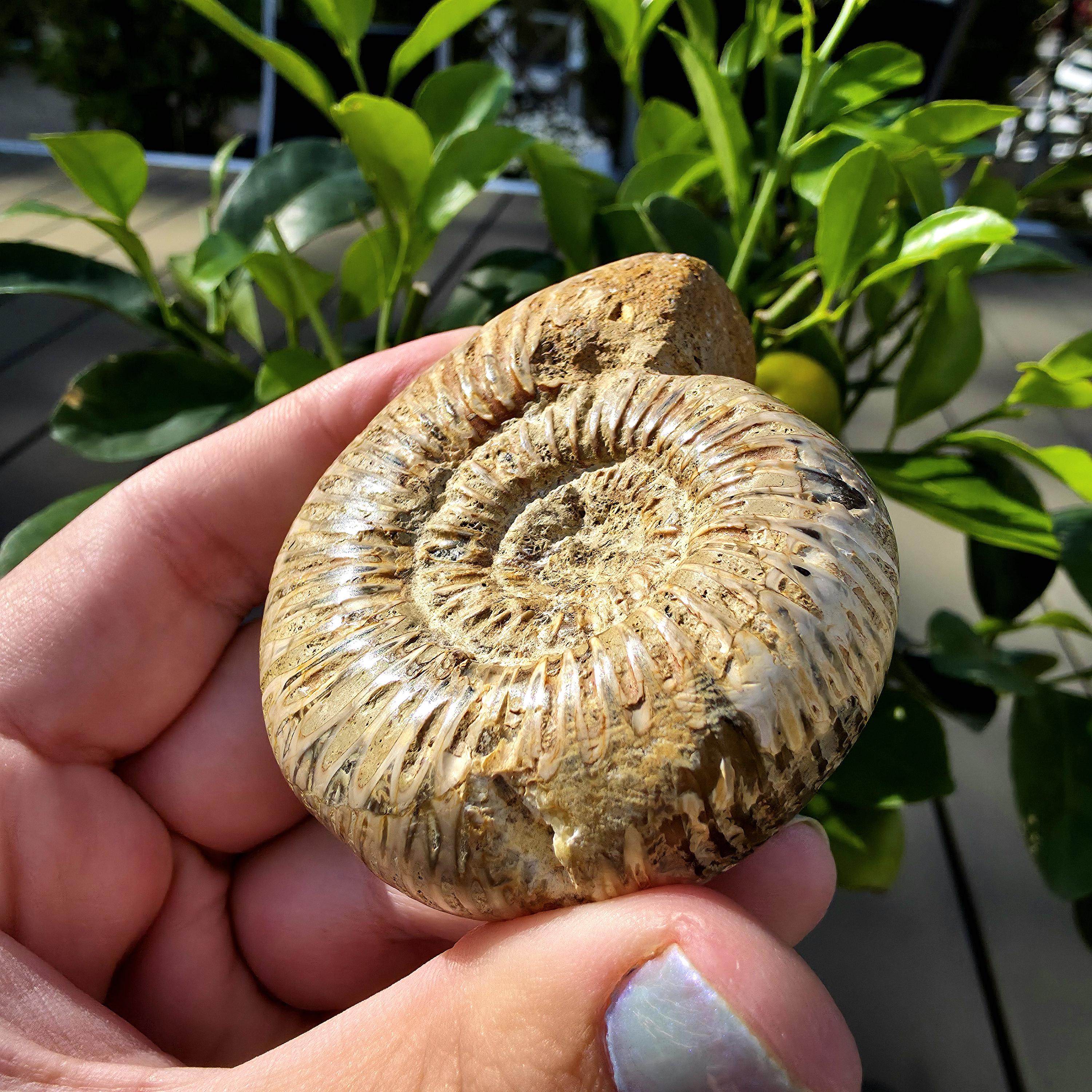 French Ammonite Fossil | 100g Ammonite Fossil | Ancient Marine Fossil | French Fossil Specimen | Natural History Collectible