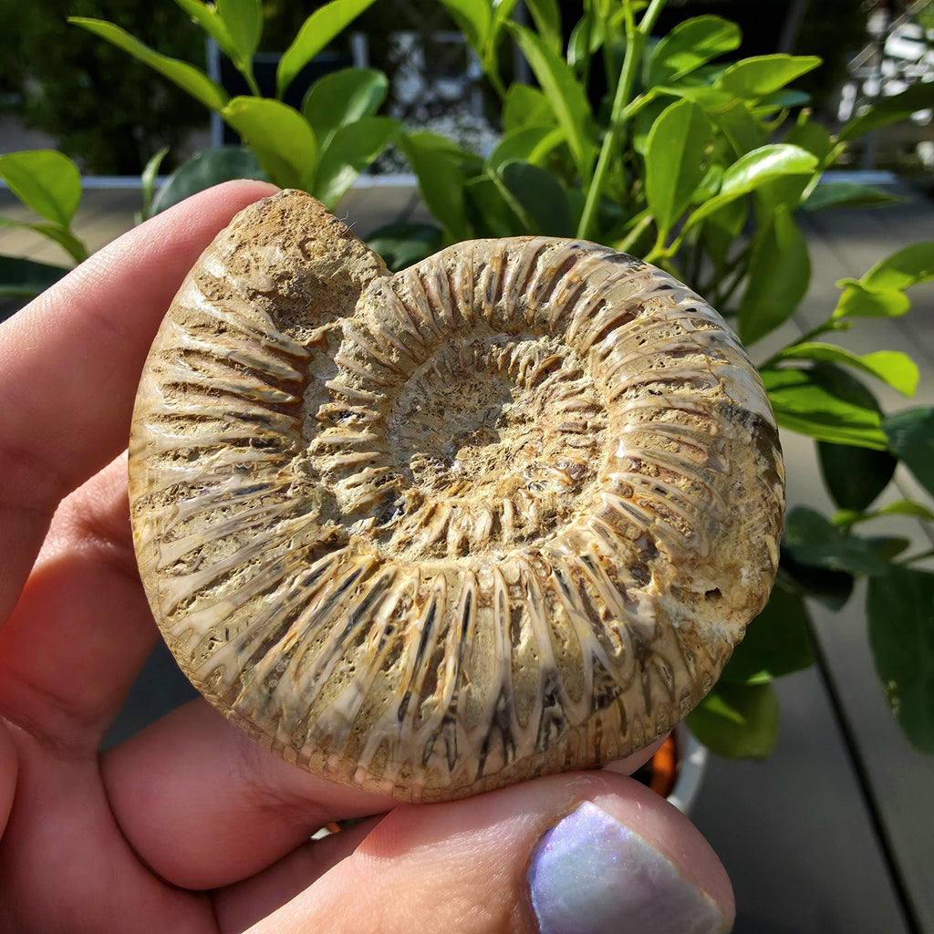 French Ammonite Fossil | 100g Ammonite Fossil | Ancient Marine Fossil | French Fossil Specimen | Natural History Collectible