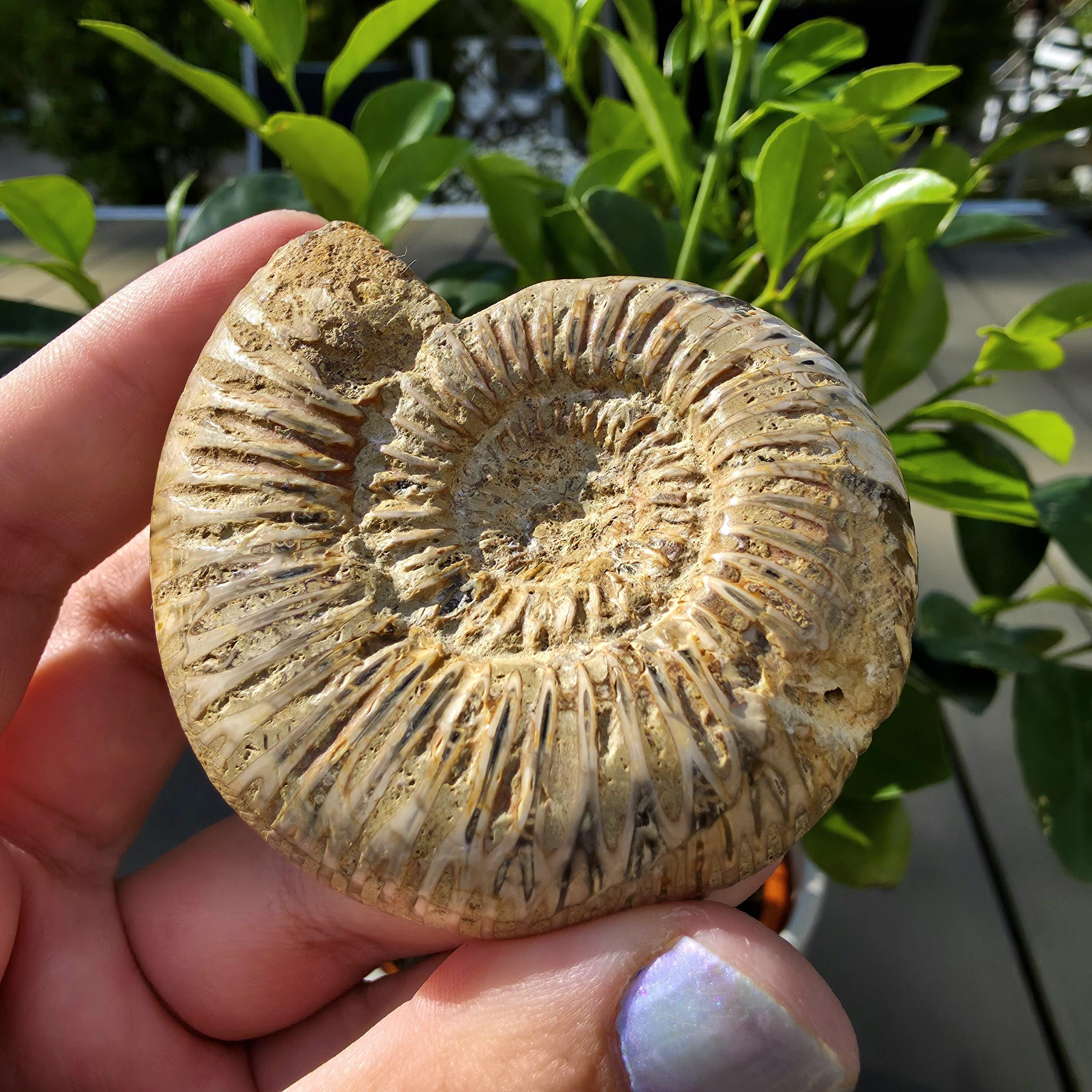 French Ammonite Fossil | 100g Ammonite Fossil | Ancient Marine Fossil | French Fossil Specimen | Natural History Collectible