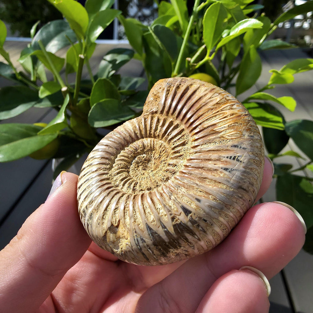 French Ammonite Fossil | 100g Ammonite Fossil | Ancient Marine Fossil | French Fossil Specimen | Natural History Collectible