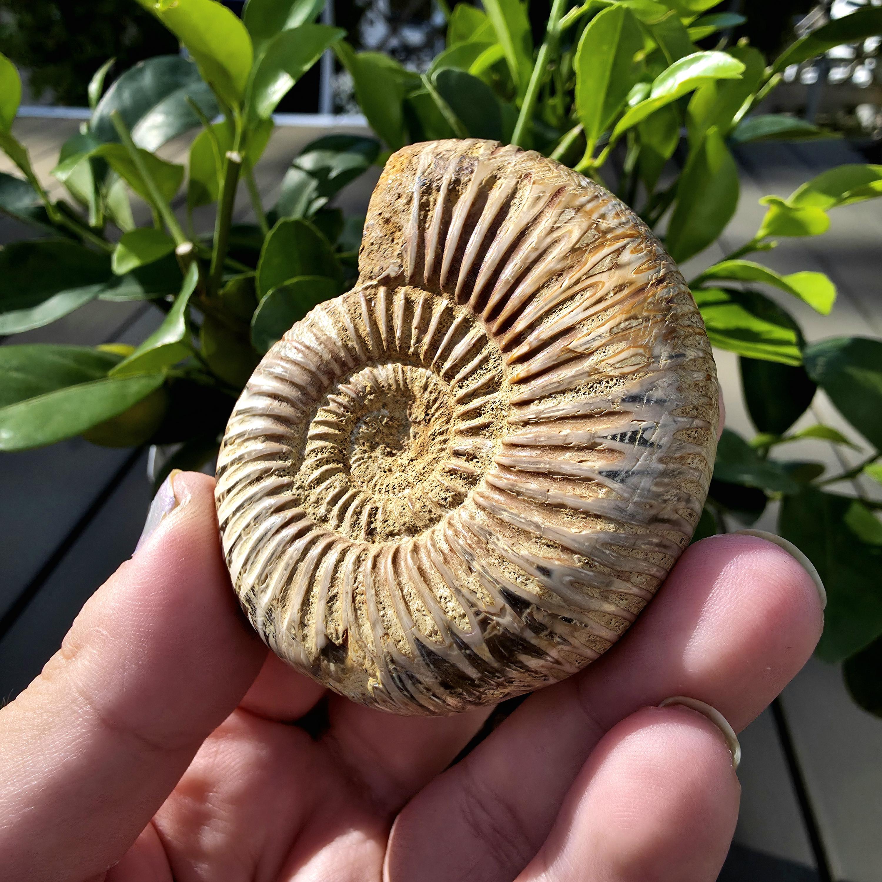French Ammonite Fossil | 100g Ammonite Fossil | Ancient Marine Fossil | French Fossil Specimen | Natural History Collectible