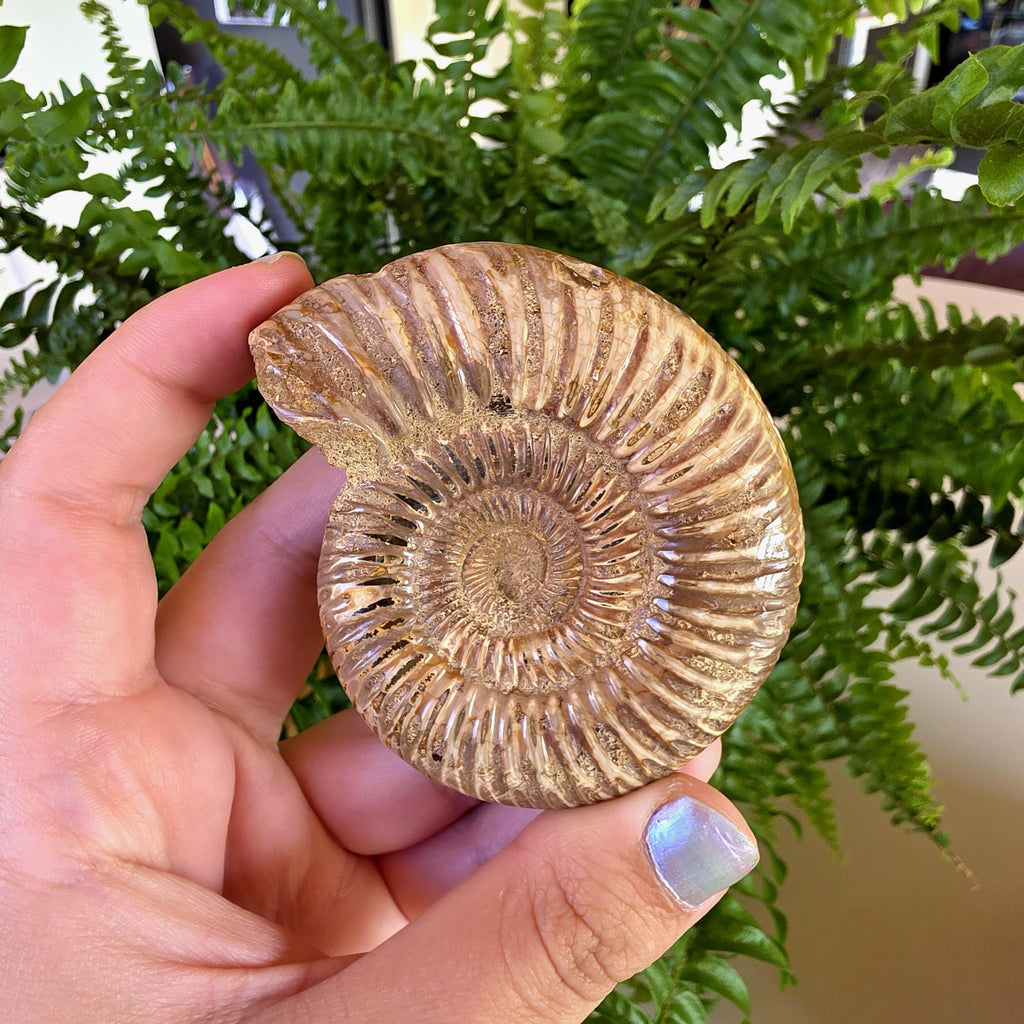 French Ammonite Fossil | 126g Ammonite Fossil | Ancient Marine Fossil | French Fossil Specimen | Natural History Collectible